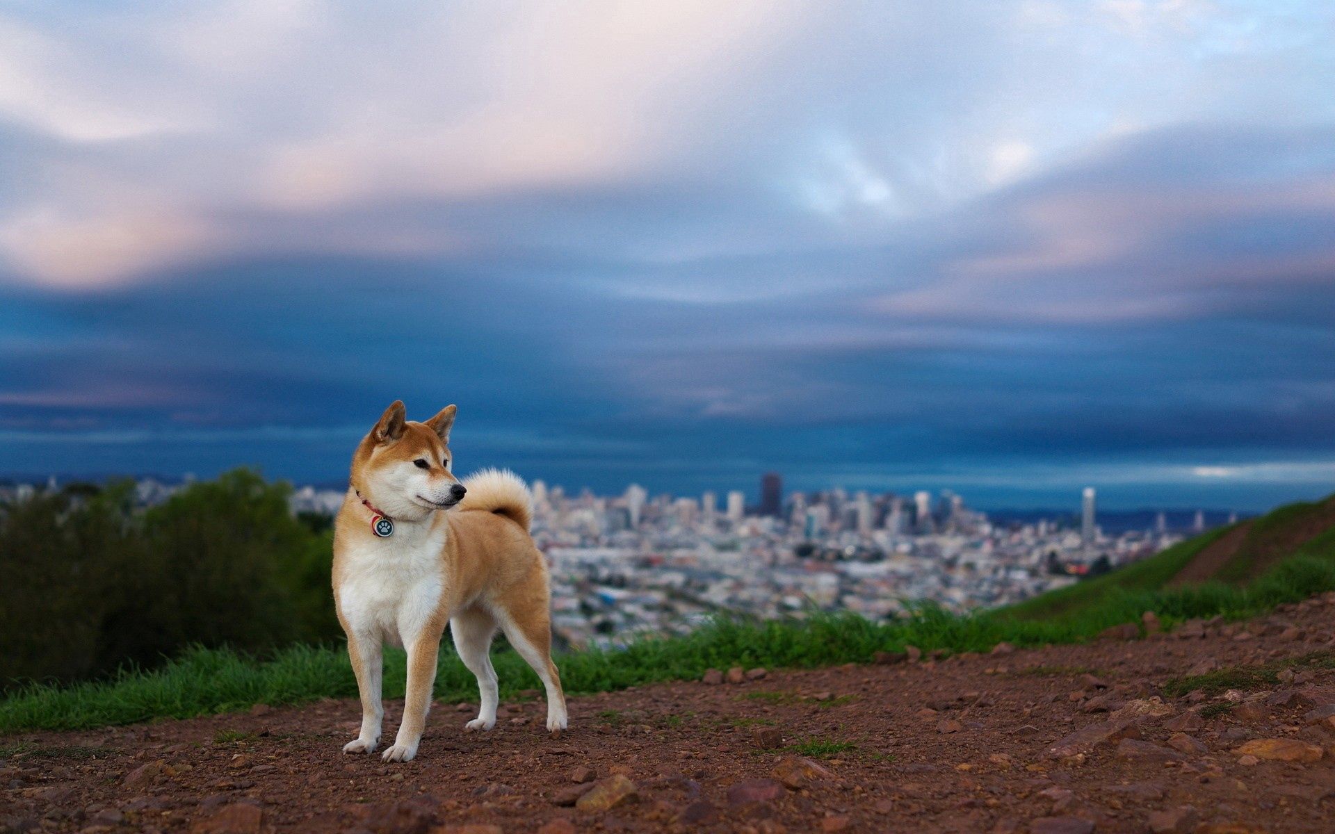 137207 descargar imagen animales, naturaleza, perro, elevación, akita inu: fondos de pantalla y protectores de pantalla gratis