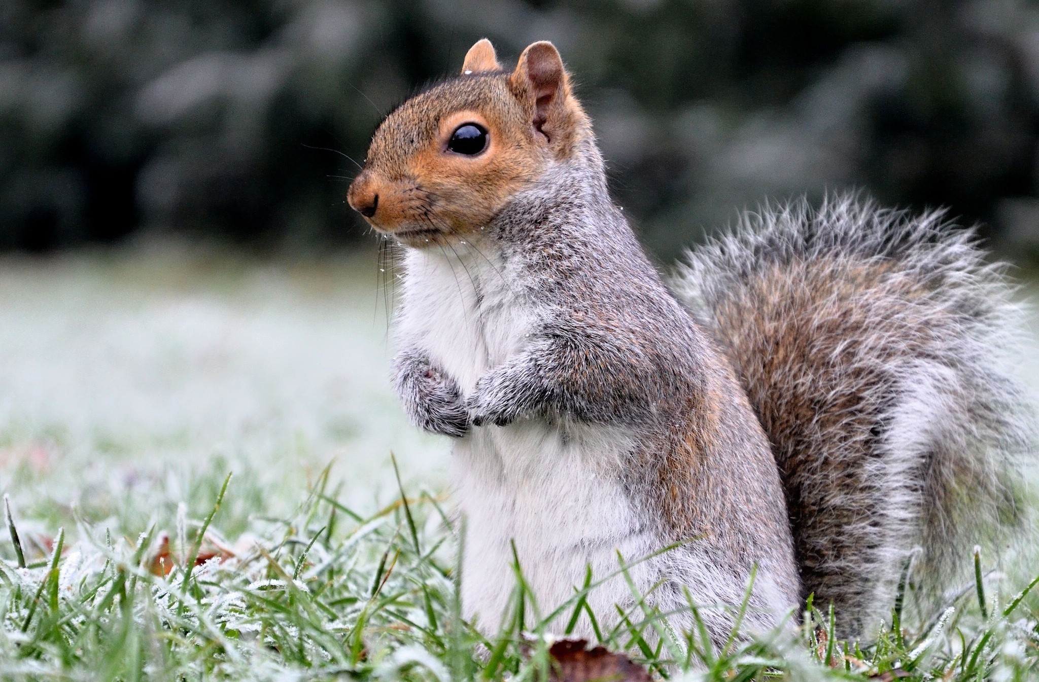 Download mobile wallpaper Squirrel, Grass, Animal, Frost for free.