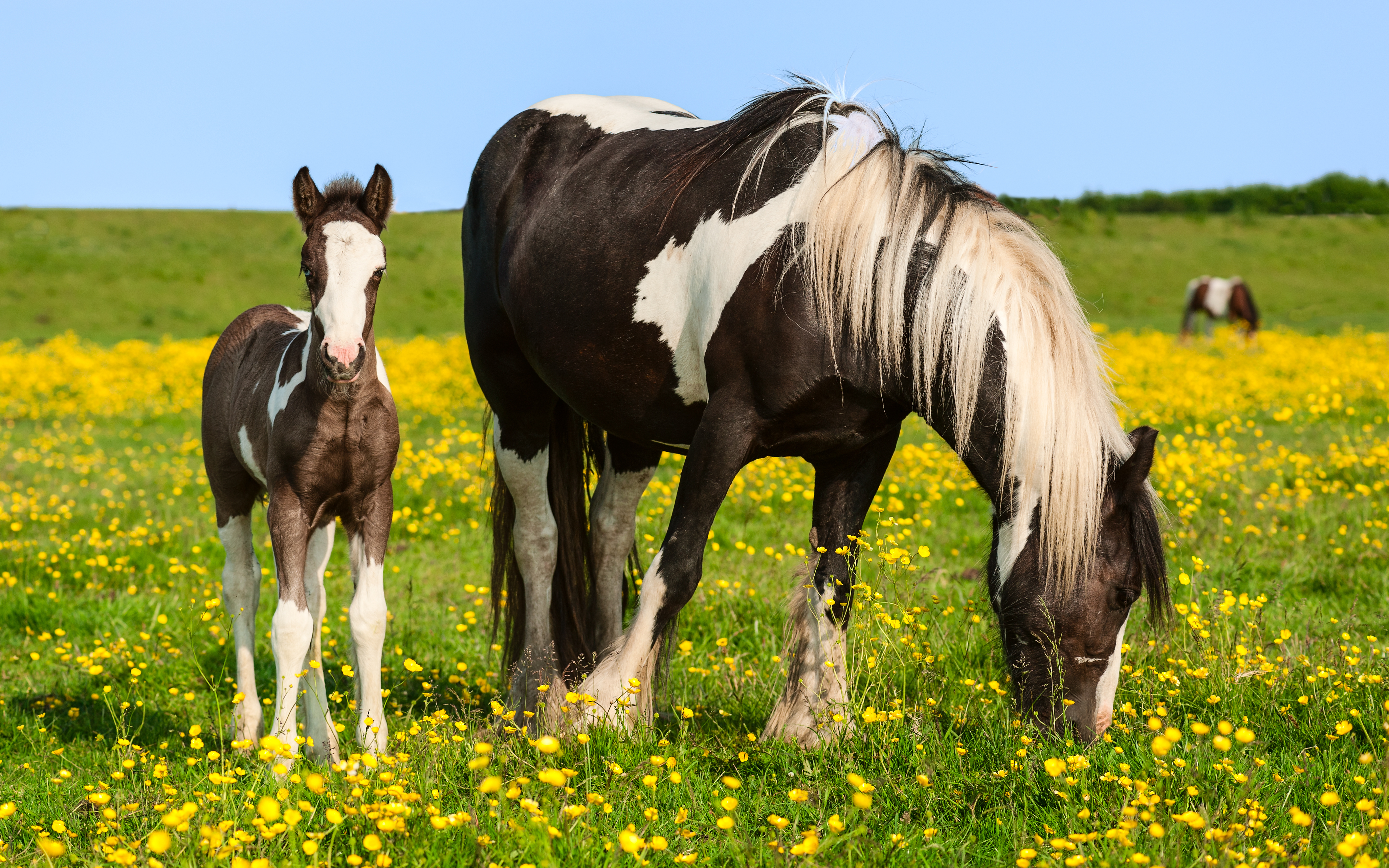 771658 скачать картинку желтый цветок, детеныш животного, животные, лошадь, трава, пони - обои и заставки бесплатно