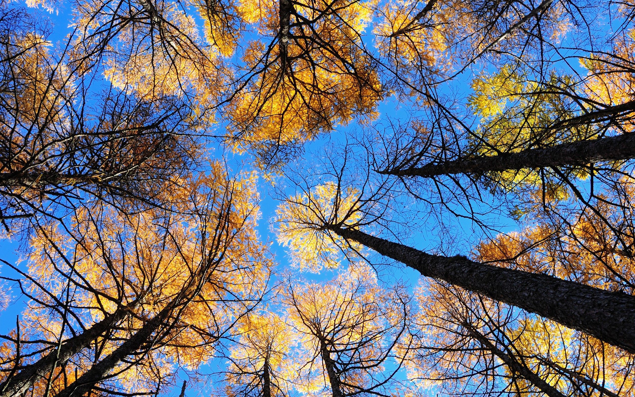 Free download wallpaper Nature, Trees, Sky, Bottom View on your PC desktop