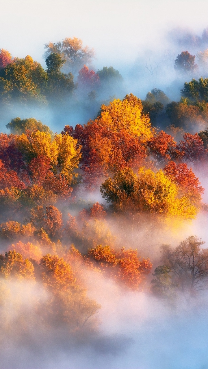 Скачать картинку Природа, Осень, Лес, Дерево, Туман, Падать, Воздушный, Антенна, Земля/природа в телефон бесплатно.