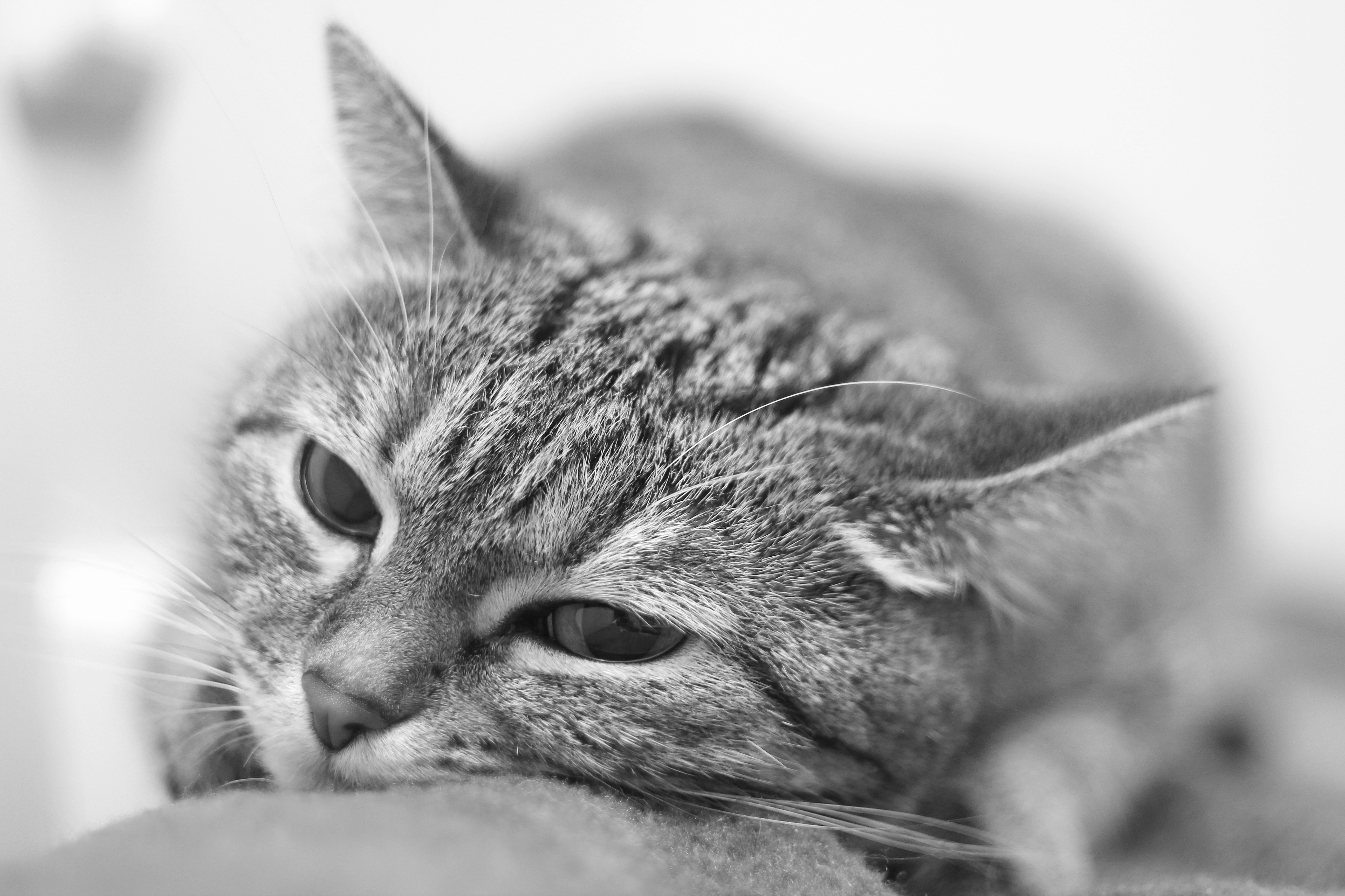 Descarga gratuita de fondo de pantalla para móvil de Animales, Gatos, Gato, Monocromo.