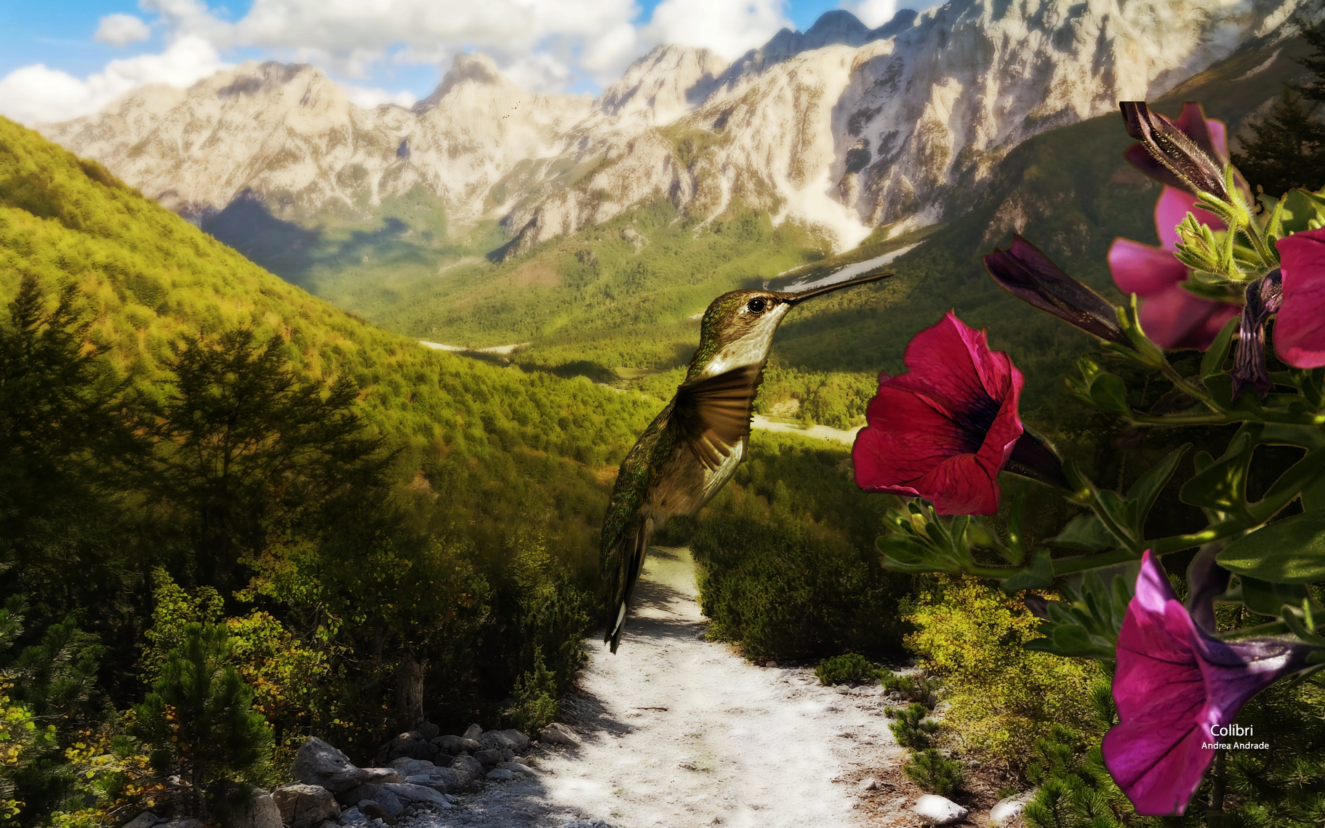 Téléchargez gratuitement l'image Animaux, Des Oiseaux, Colibri sur le bureau de votre PC