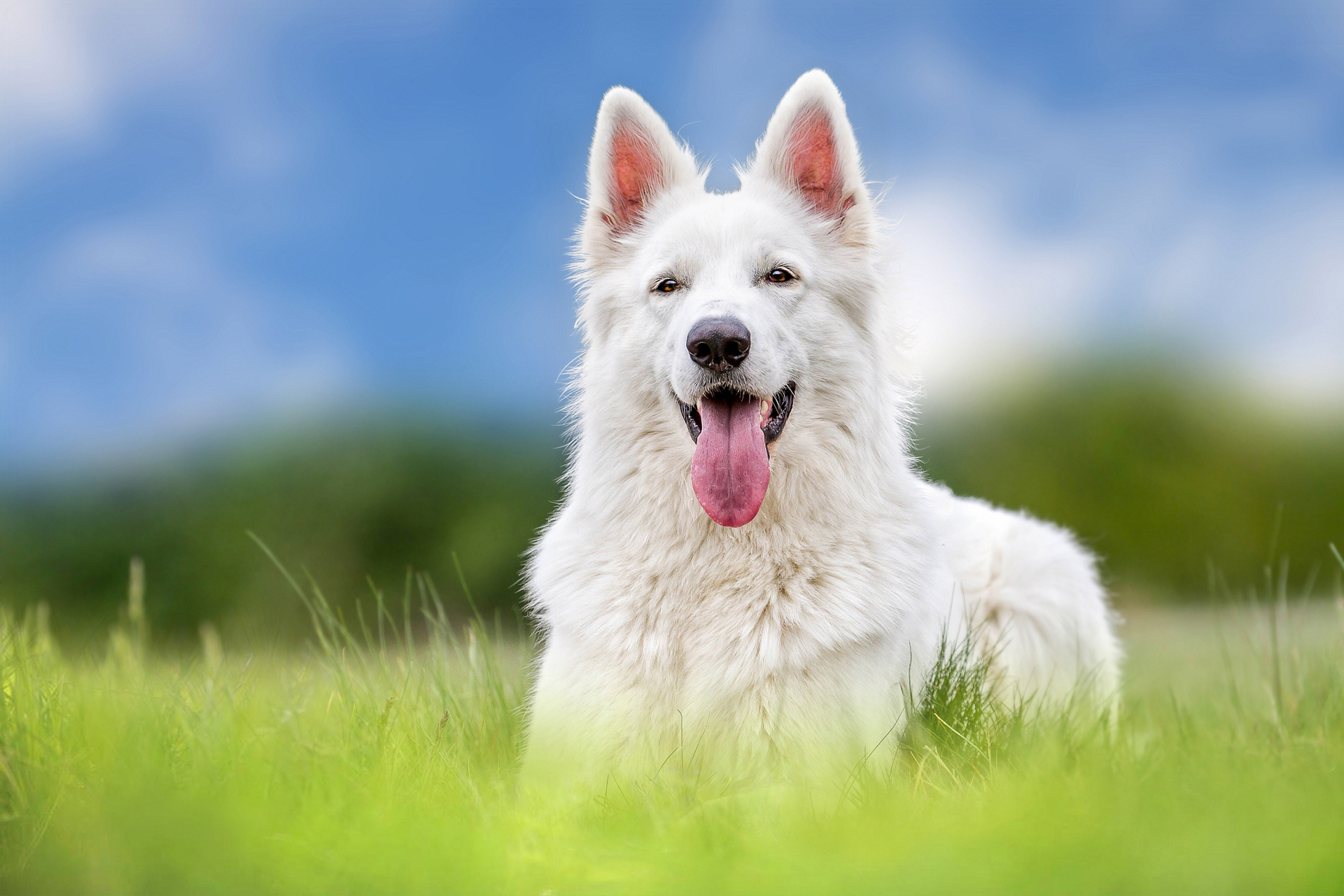 animal, white shepherd, blur, dog, grass, dogs