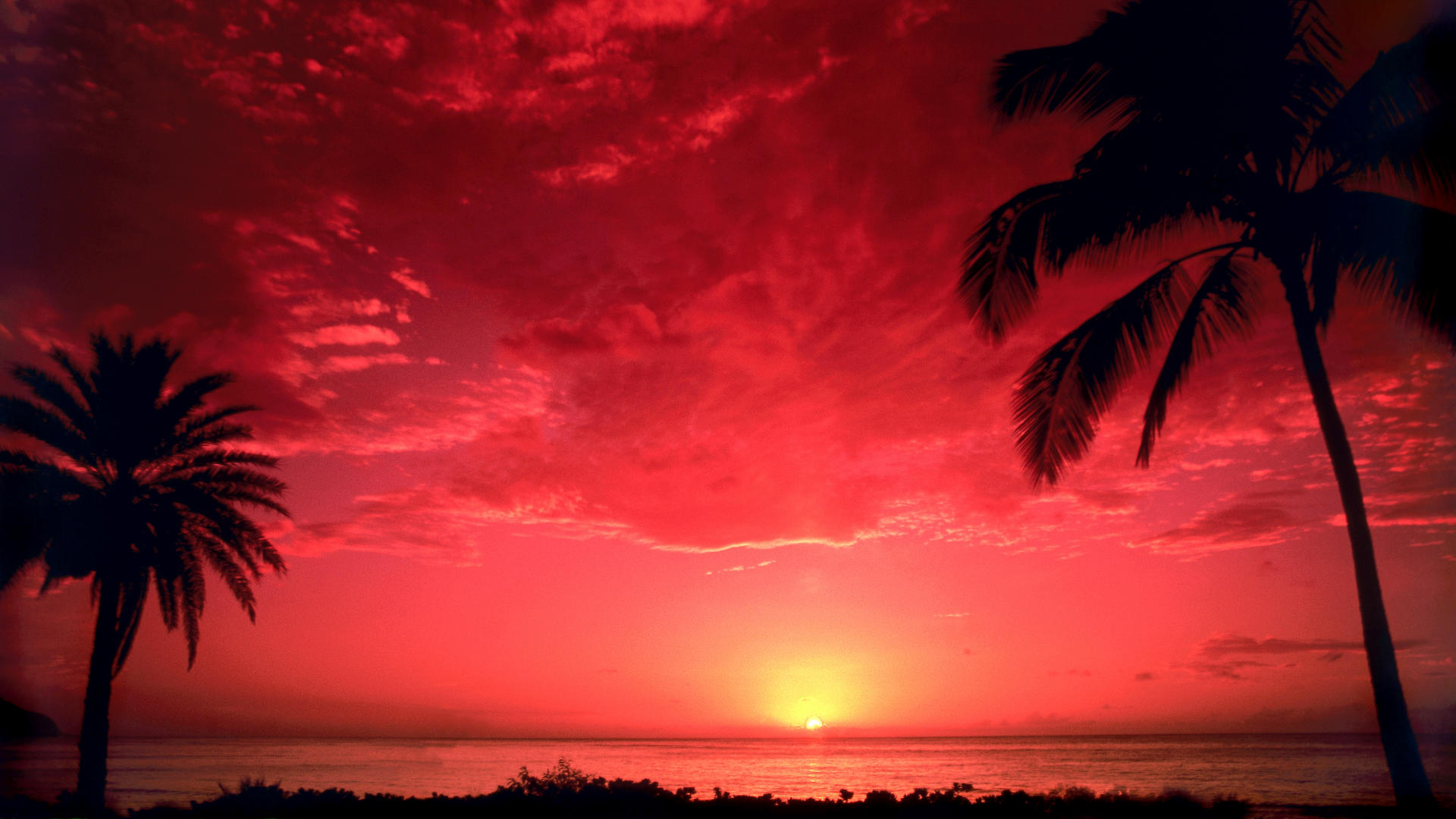 Download mobile wallpaper Sunset, Sky, Horizon, Earth, Tropical, Cloud, Palm Tree for free.