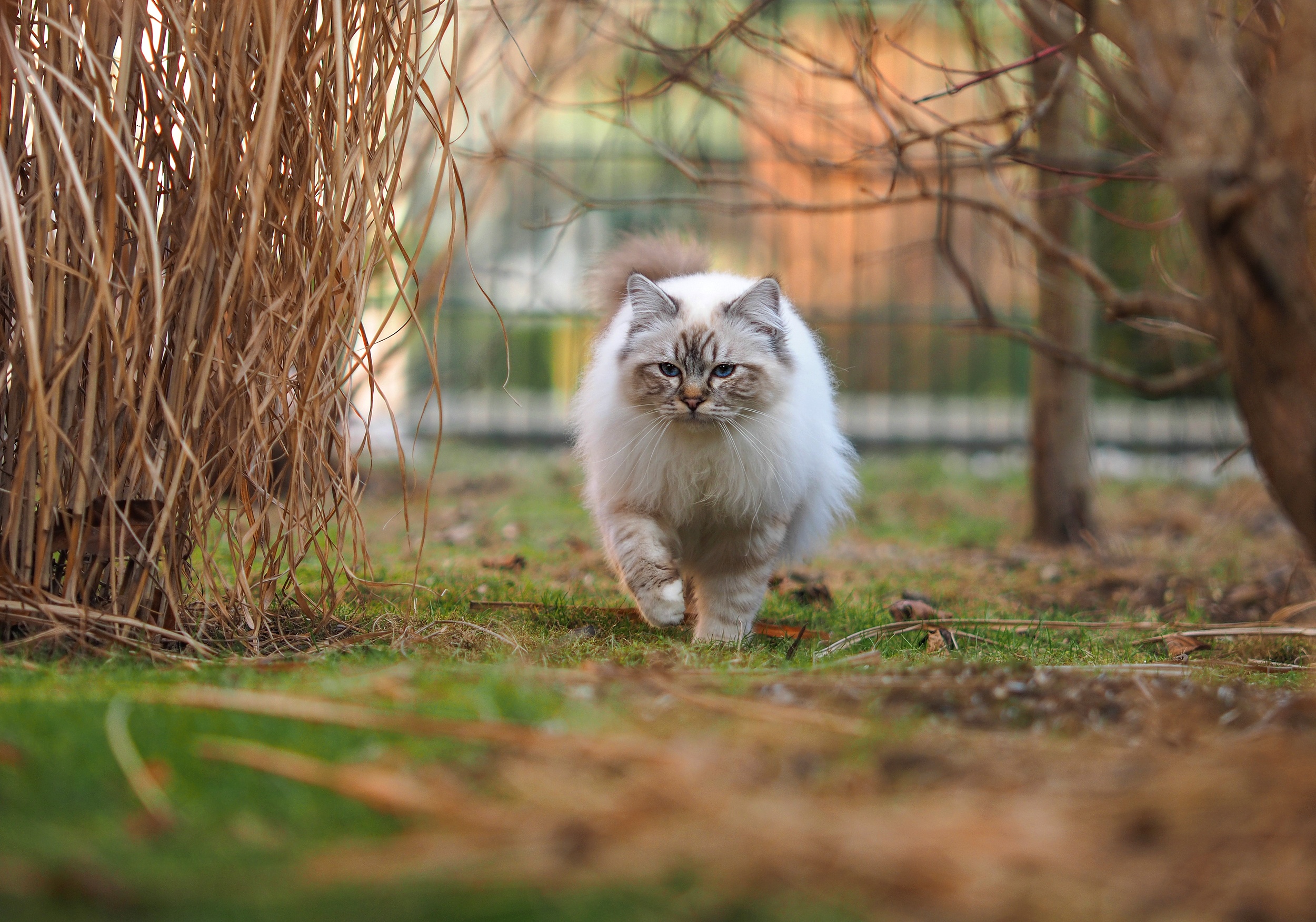 Laden Sie das Tiere, Katzen, Katze-Bild kostenlos auf Ihren PC-Desktop herunter