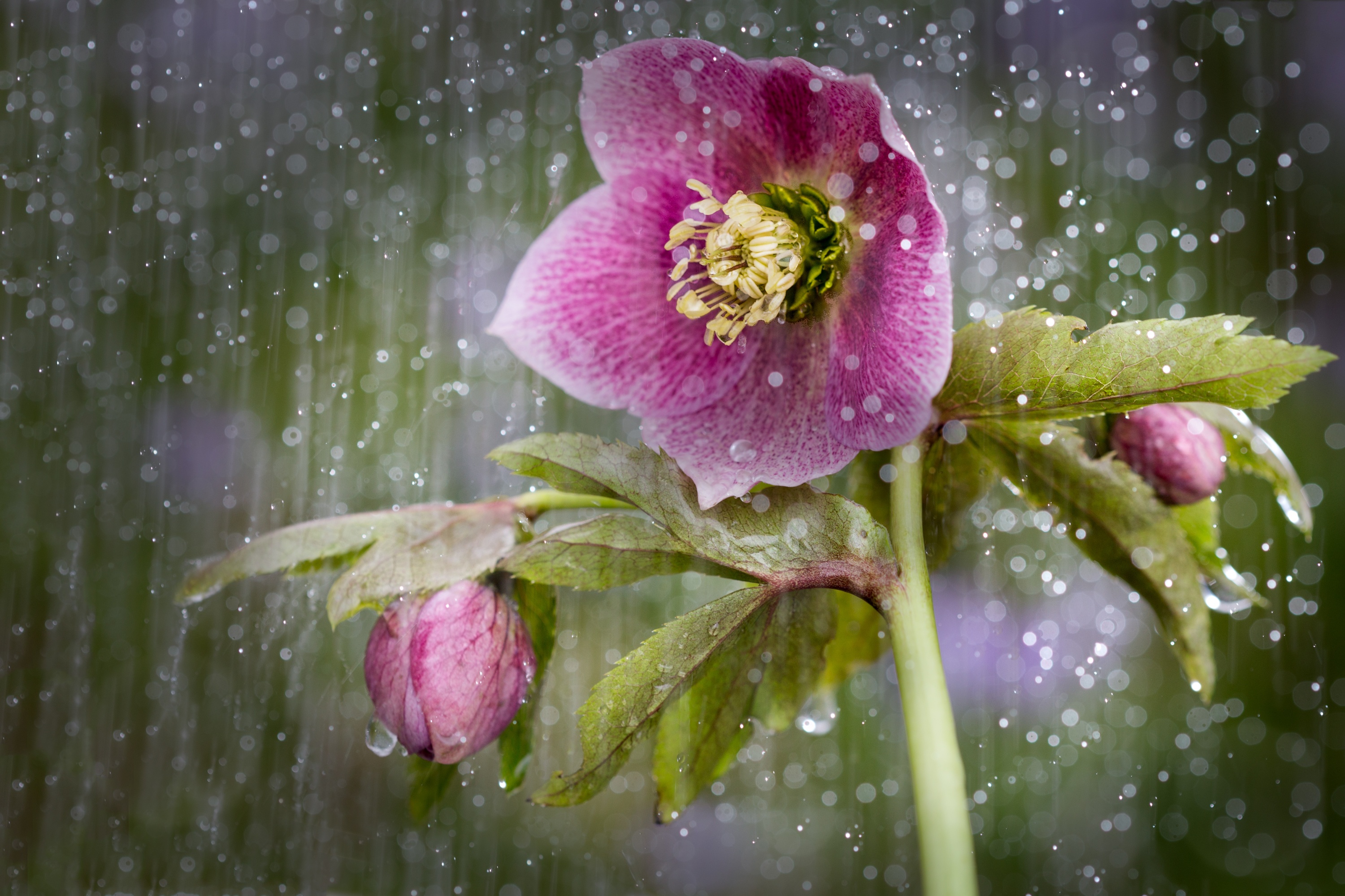 Download mobile wallpaper Nature, Flowers, Rain, Flower, Close Up, Earth, Pink Flower for free.