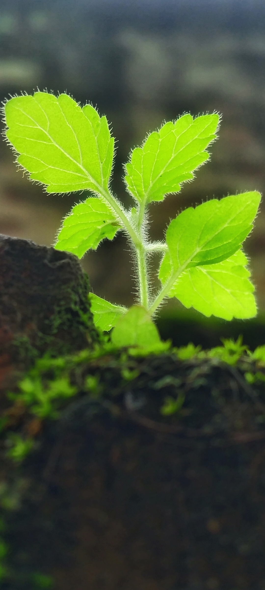 Download mobile wallpaper Plant, Earth for free.