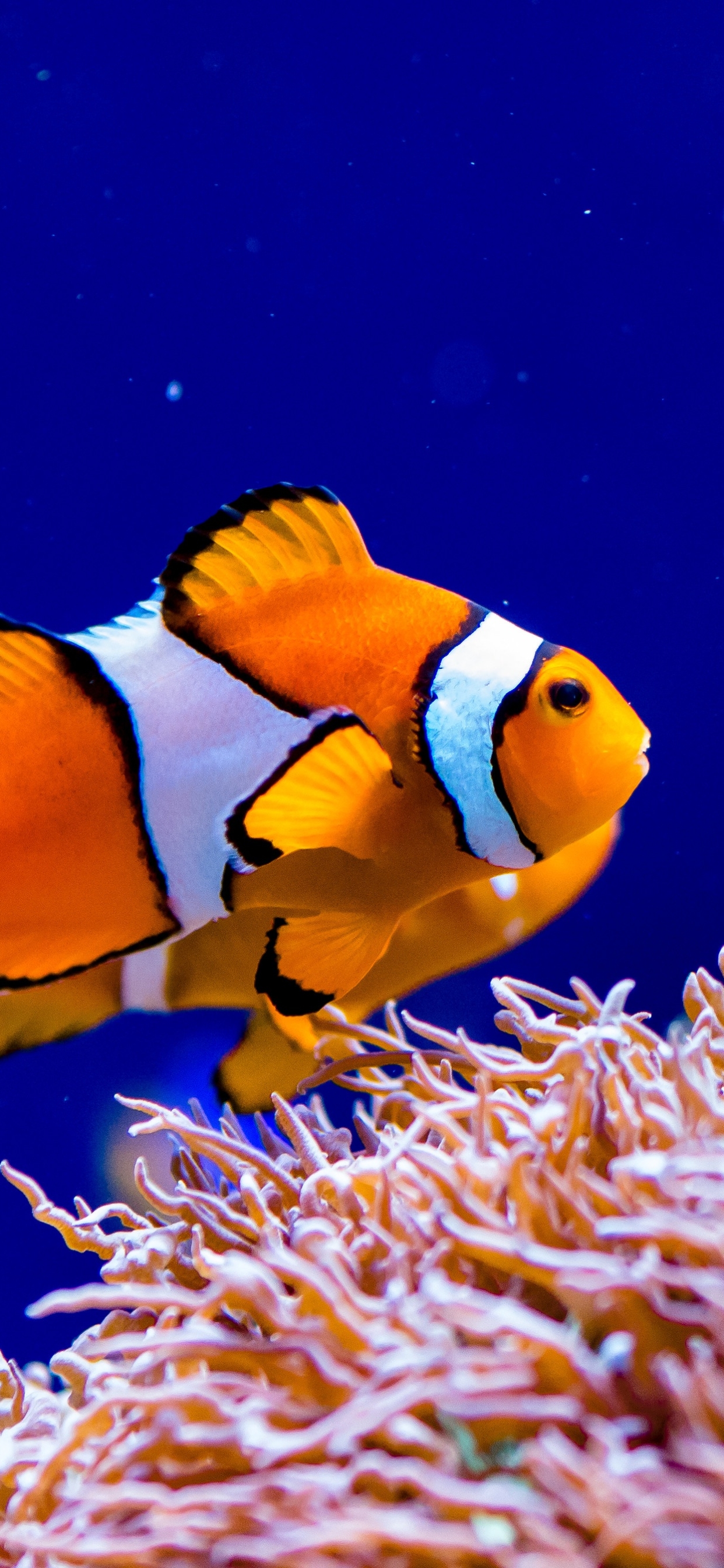 Download mobile wallpaper Fishes, Animal, Clownfish for free.