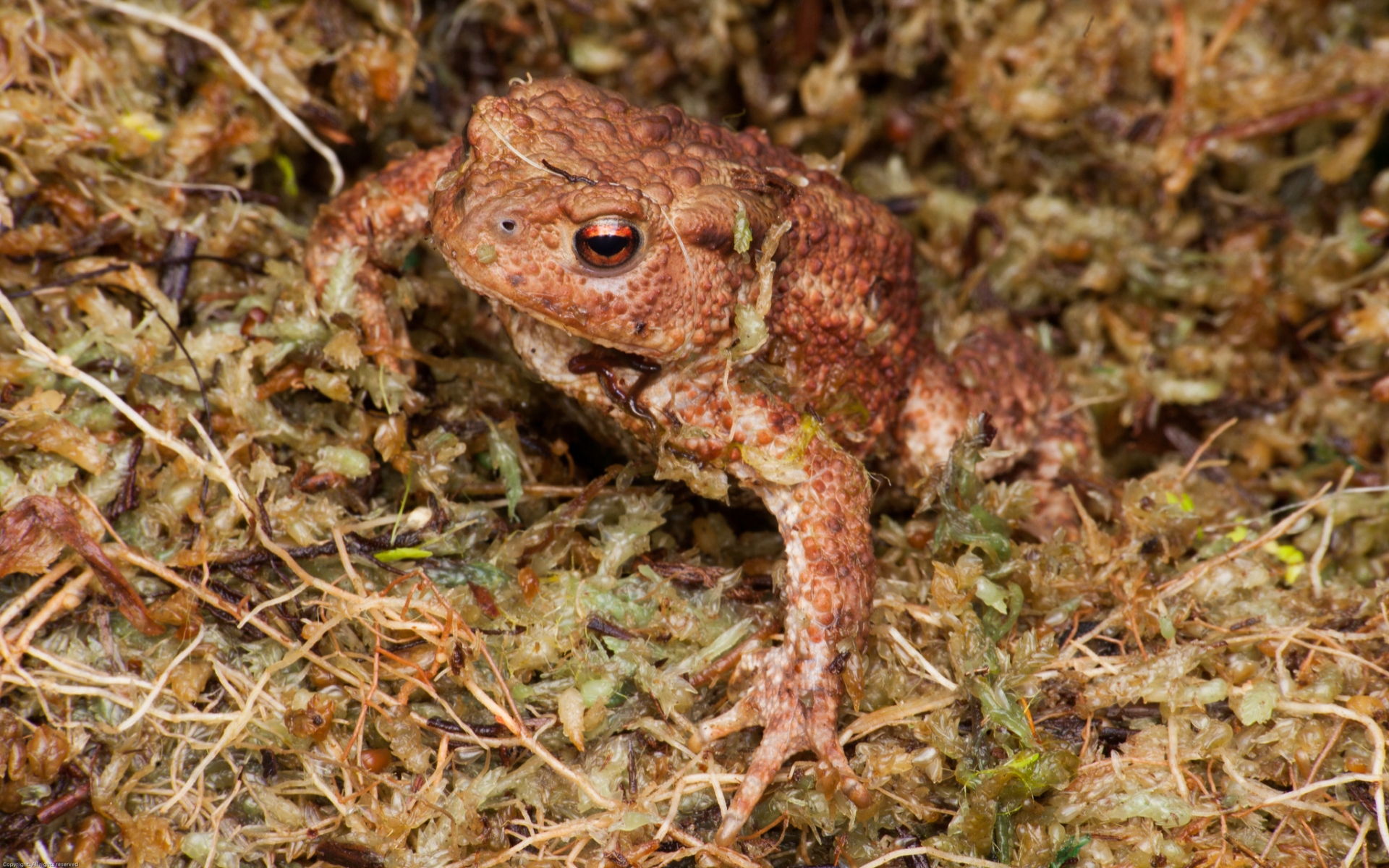 animal, toad images