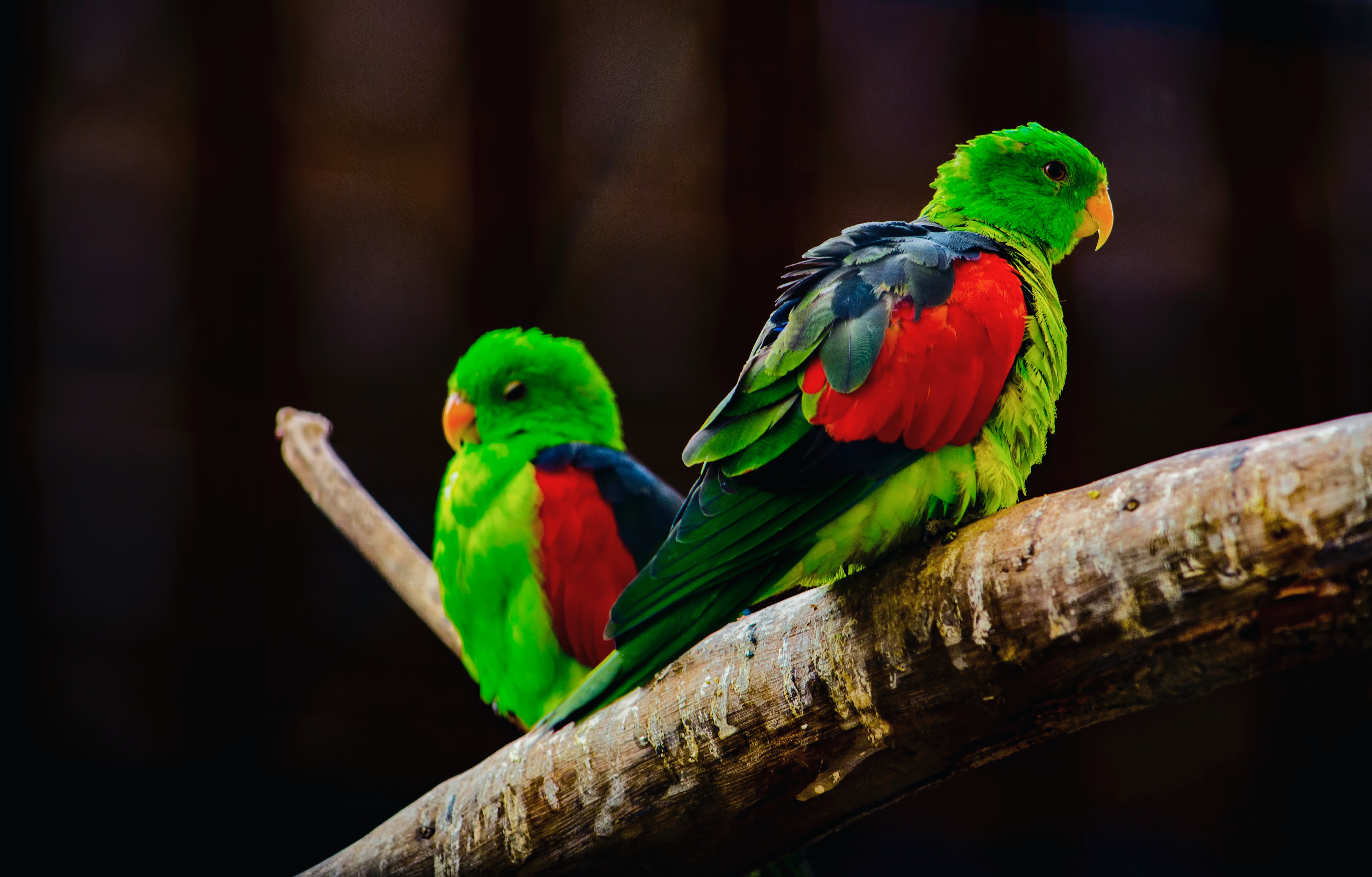 無料モバイル壁紙動物, 鳥, オウムをダウンロードします。