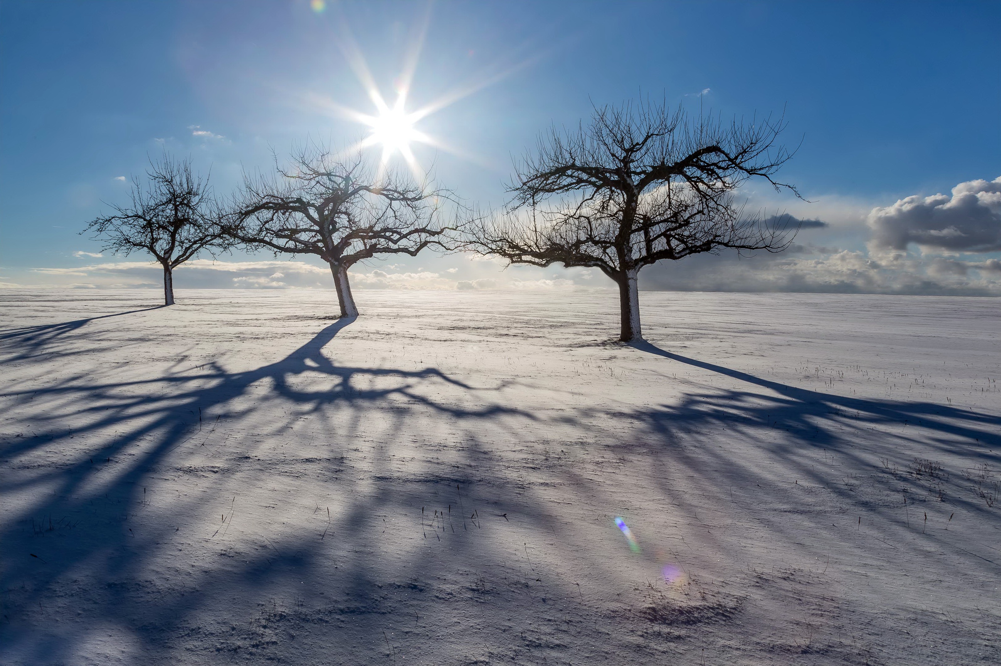 PCデスクトップに冬, 自然, 木, 雪, 地球, 太陽, 空画像を無料でダウンロード