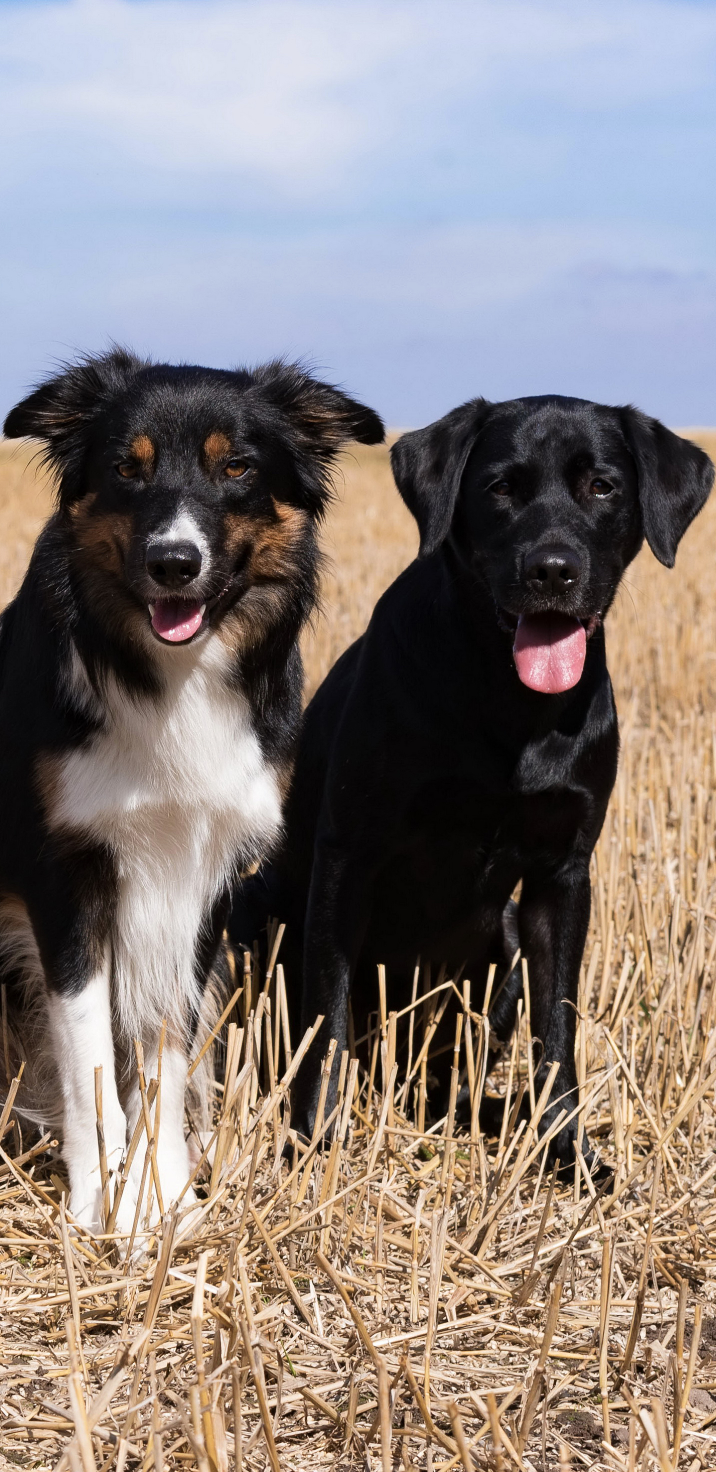 Download mobile wallpaper Dogs, Dog, Animal, Labrador, Border Collie for free.