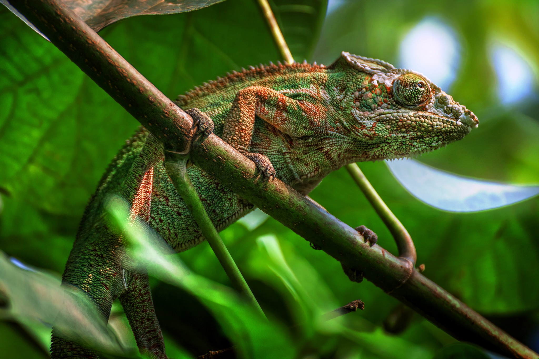 Download mobile wallpaper Animal, Lizard, Reptile, Chameleon, Reptiles for free.