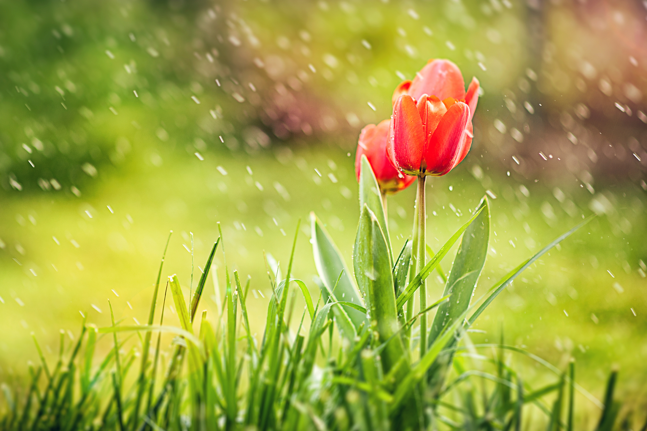 Download mobile wallpaper Tulip, Flowers, Earth for free.