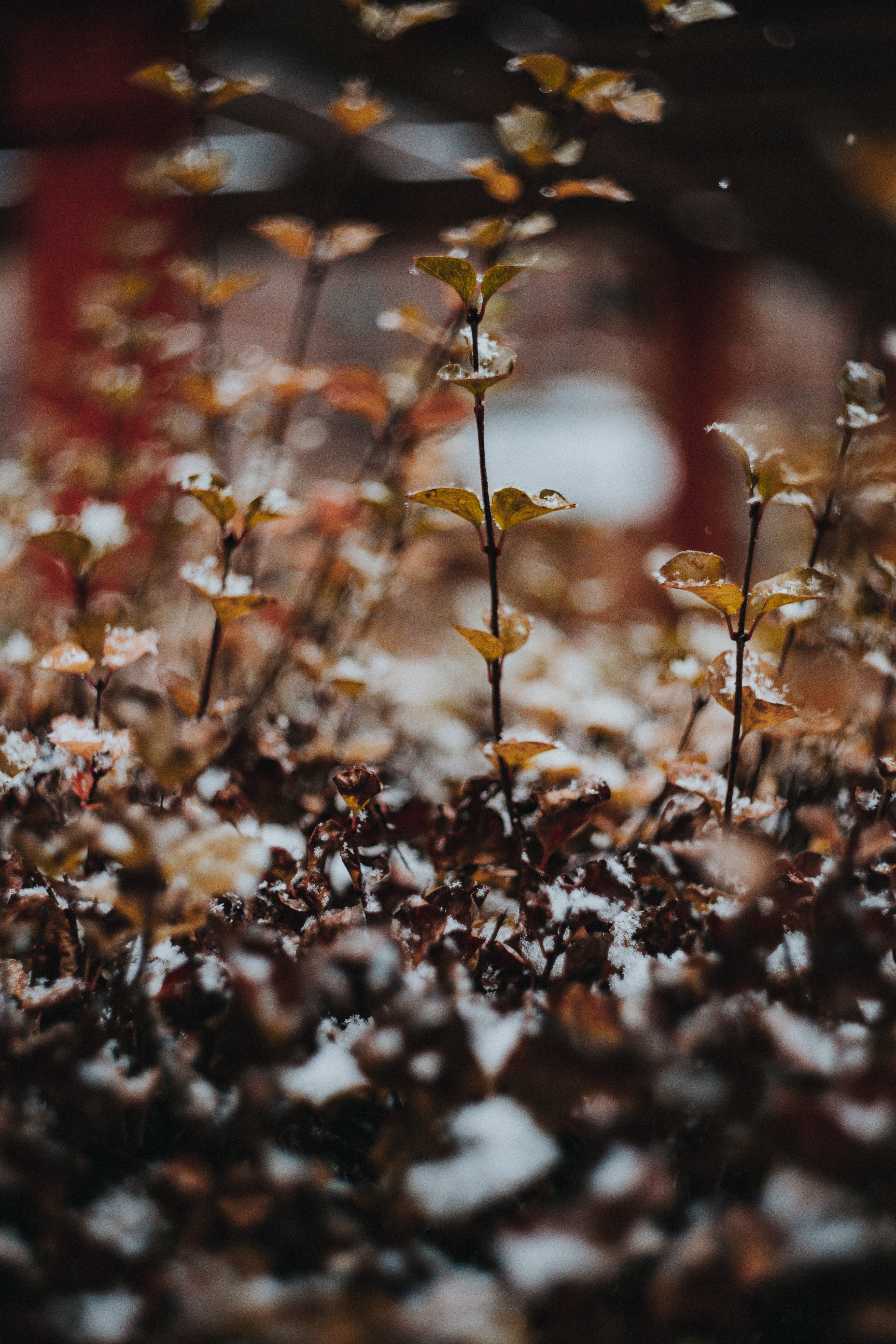 Descarga gratuita de fondo de pantalla para móvil de Macro, Borrosidad, Suave, Nieve, Plantas.