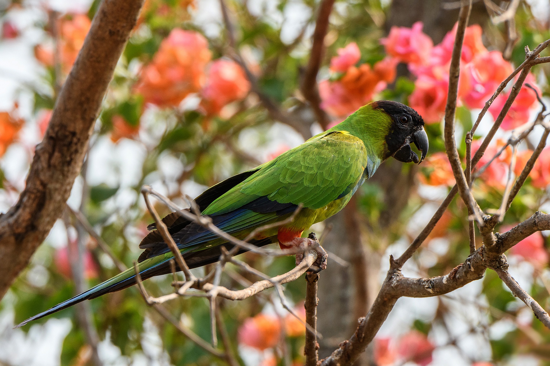 Download mobile wallpaper Birds, Bird, Branch, Animal, Parrot for free.