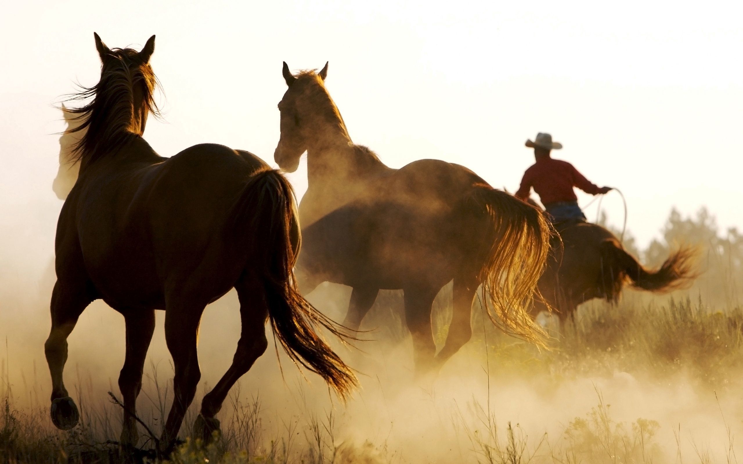 horses, animals, dust, herd, run, running Full HD