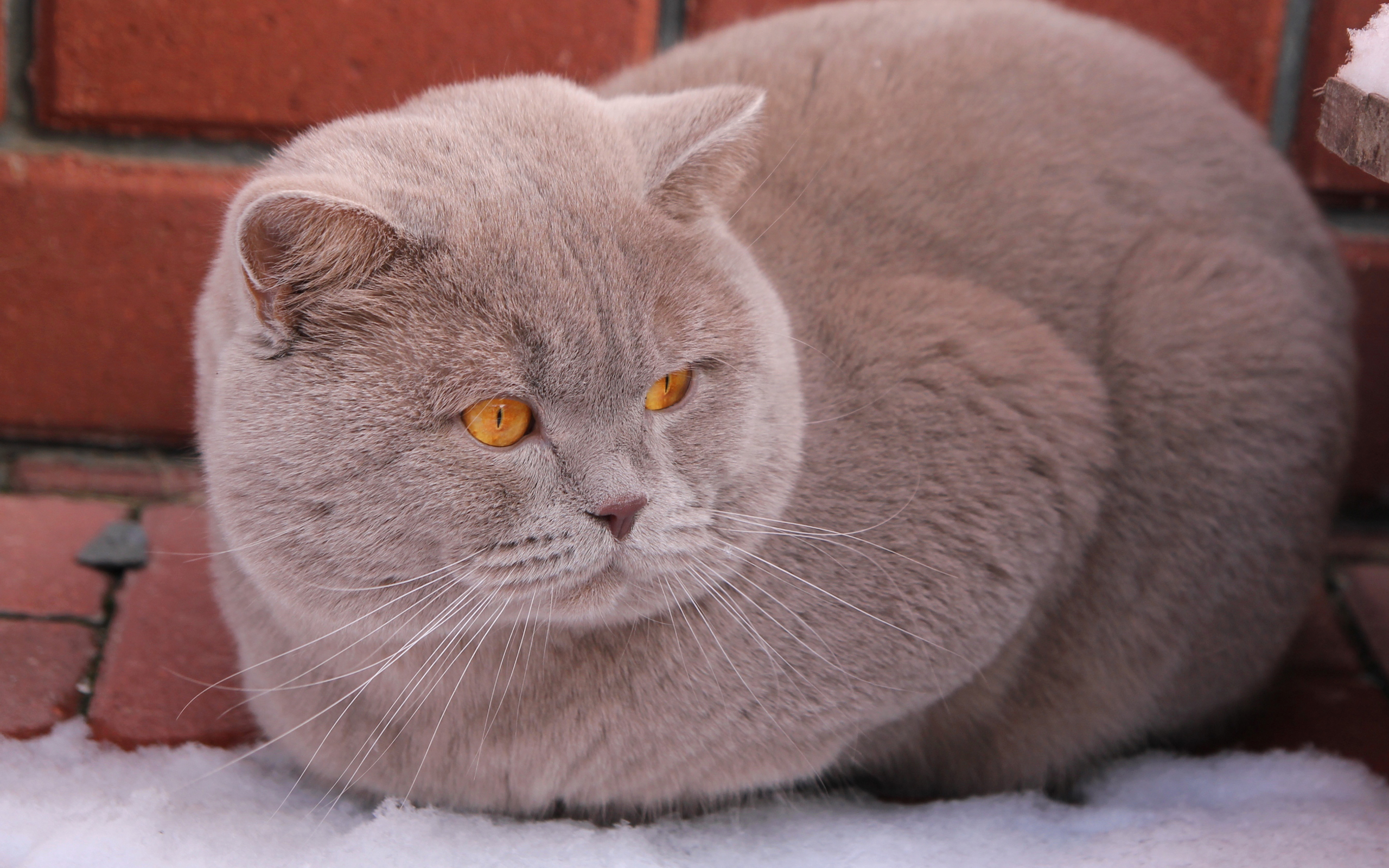 Baixe gratuitamente a imagem Animais, Gatos, Gato na área de trabalho do seu PC