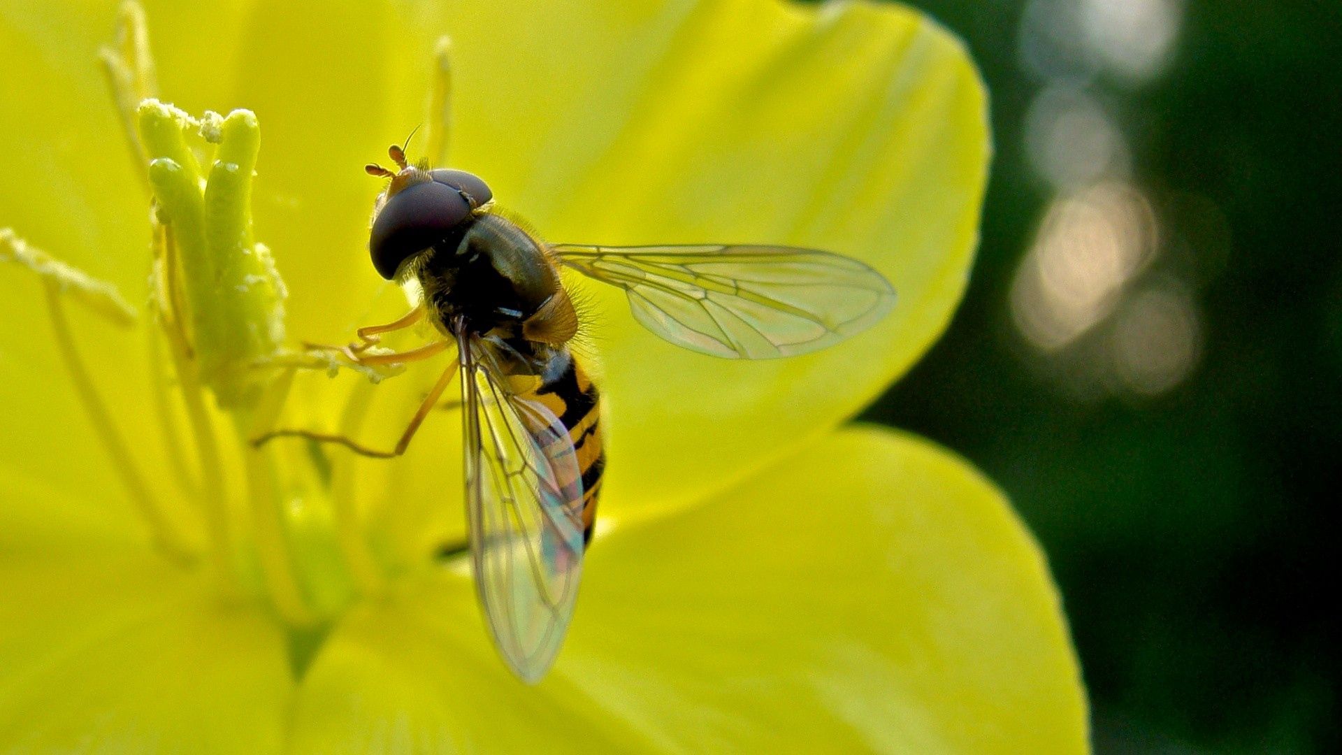 136381 télécharger l'image fleur, macro, insecte, vol, abeille, pollinisation - fonds d'écran et économiseurs d'écran gratuits