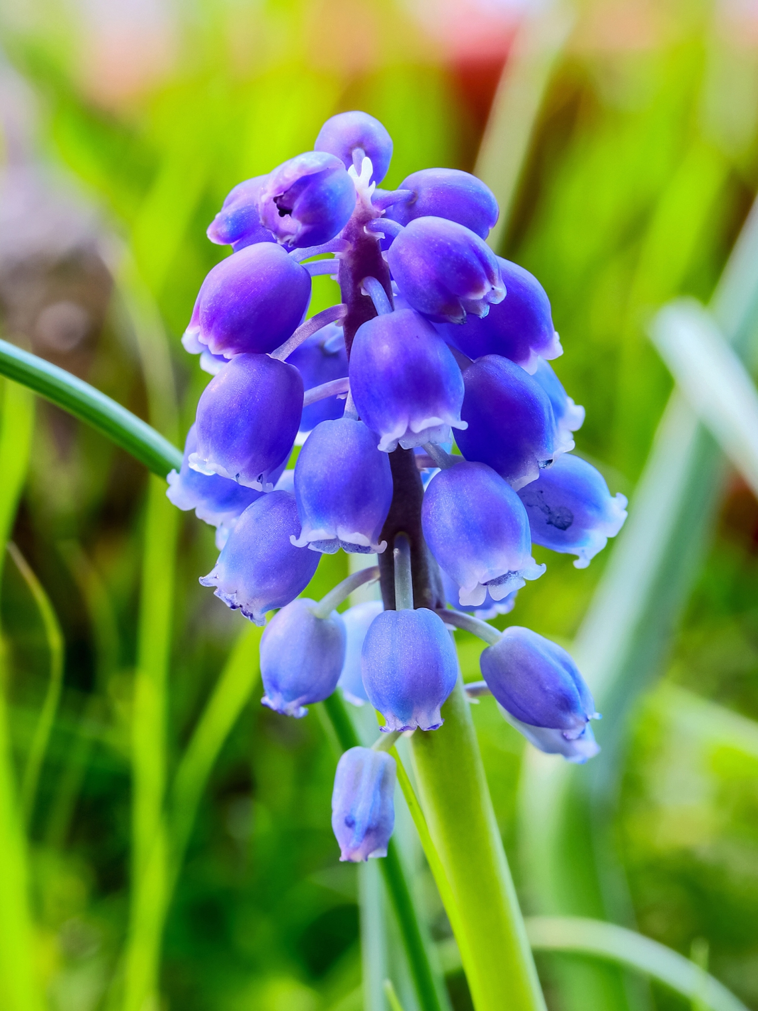 Download mobile wallpaper Flowers, Hyacinth, Flower, Earth, Spring, Blue Flower for free.