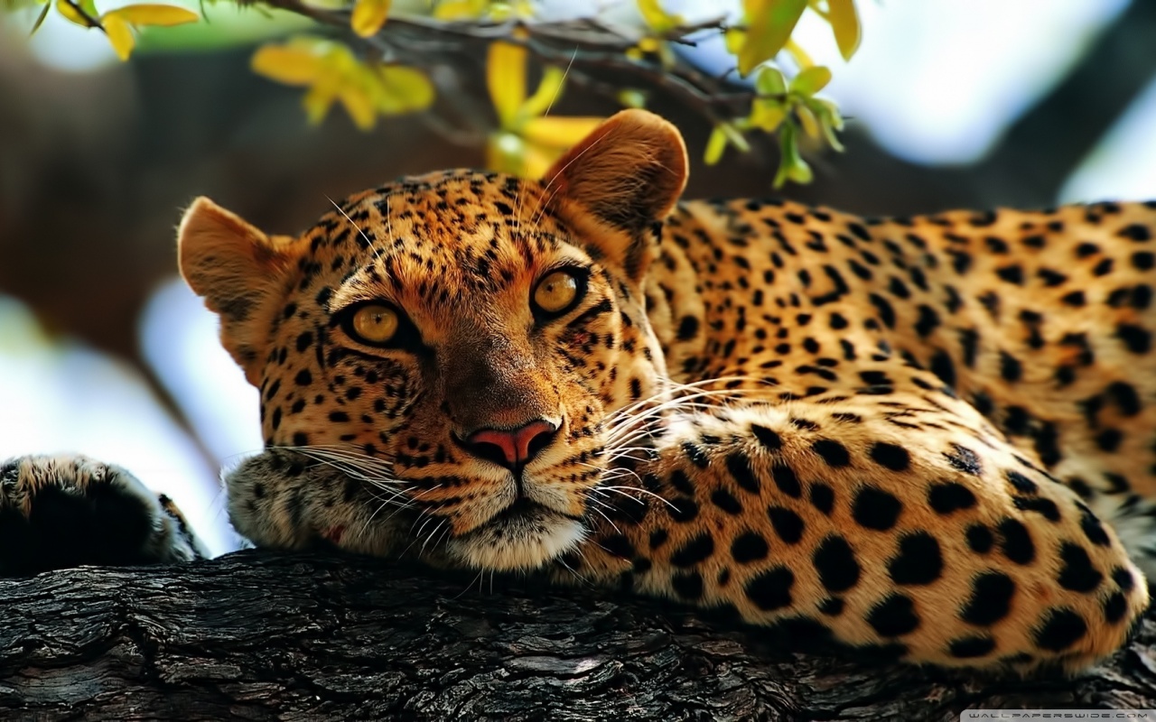 Descarga gratuita de fondo de pantalla para móvil de Animales, Leopardo.