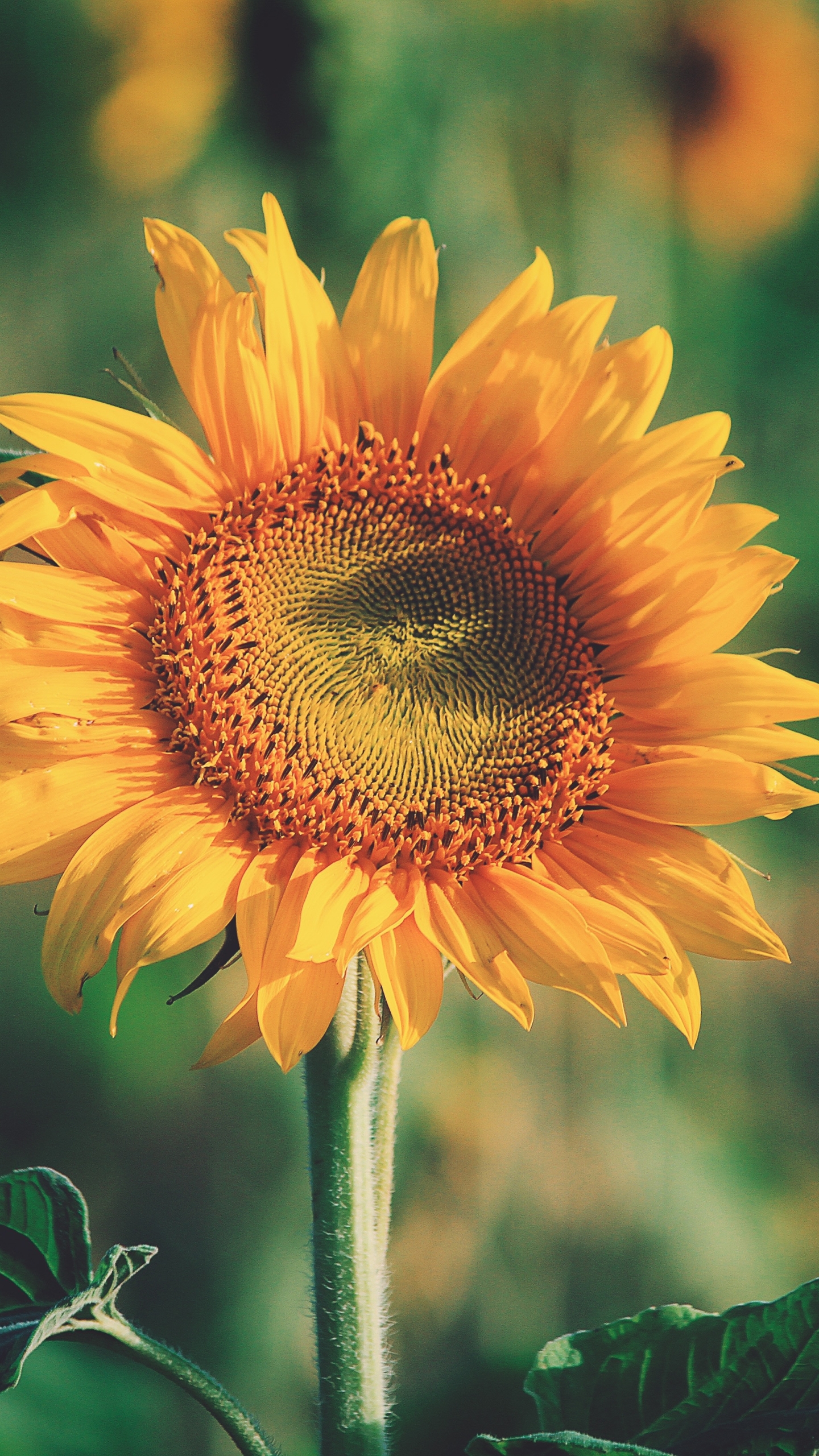 Download mobile wallpaper Flowers, Summer, Flower, Earth, Sunflower, Yellow Flower for free.