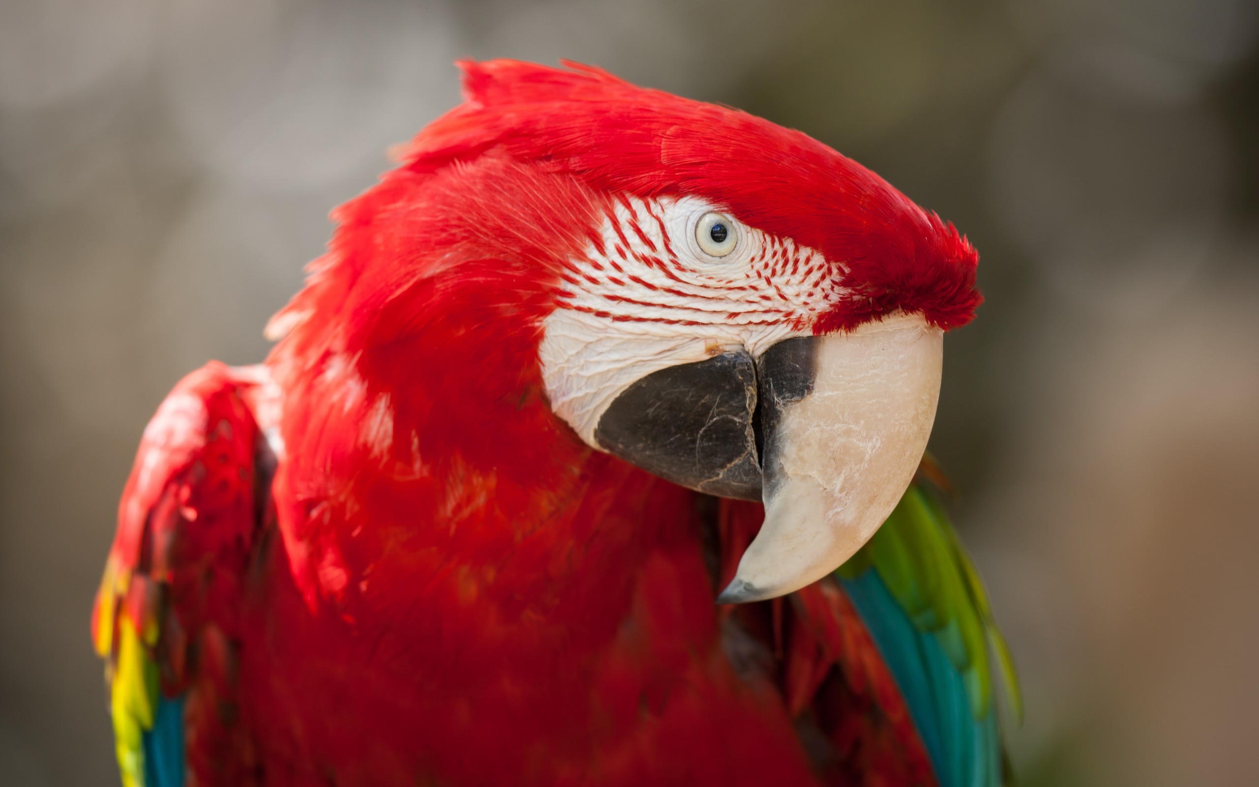 Free download wallpaper Birds, Animal, Red And Green Macaw on your PC desktop
