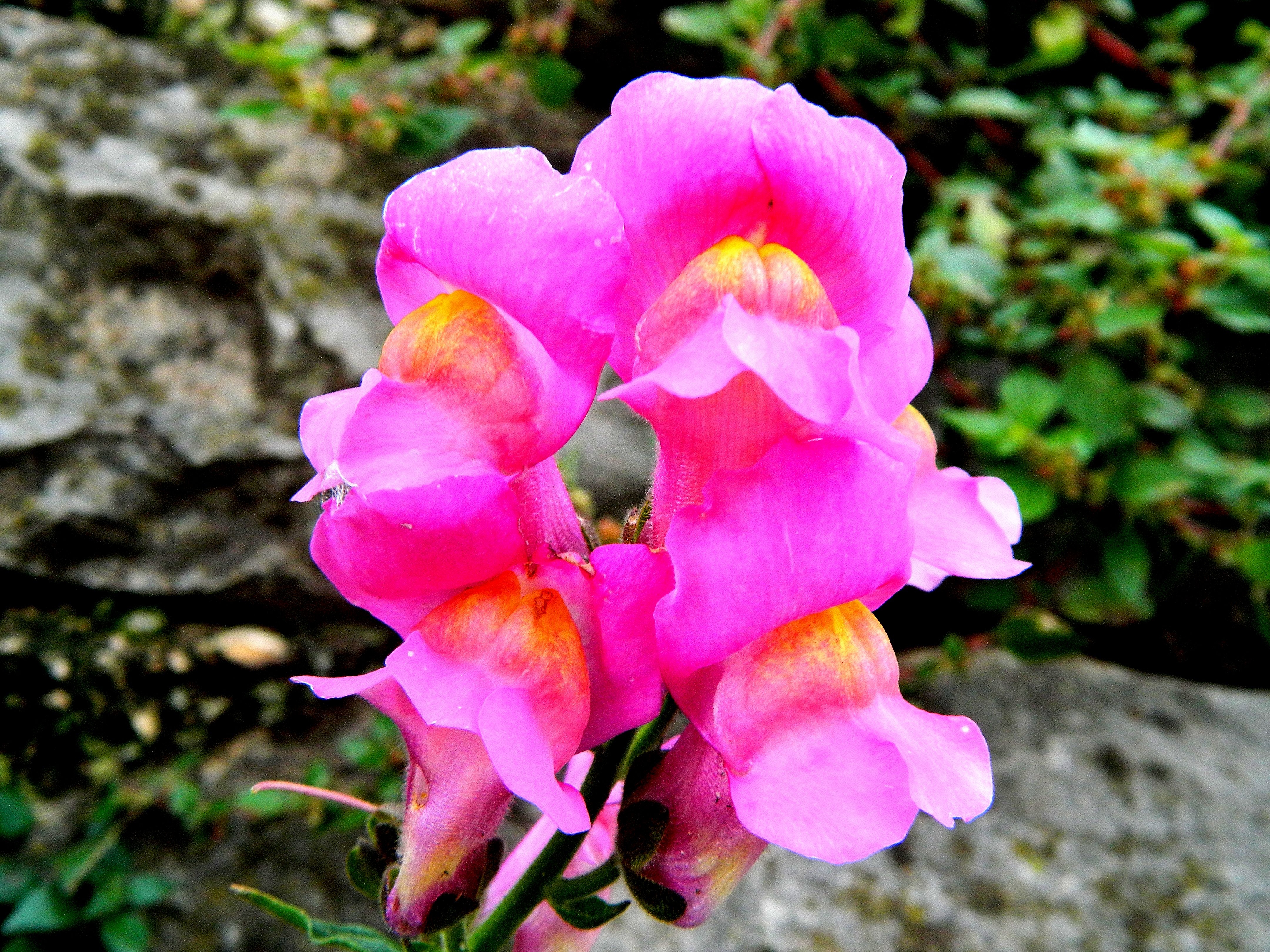 Baixe gratuitamente a imagem Flores, Flor, Terra/natureza na área de trabalho do seu PC