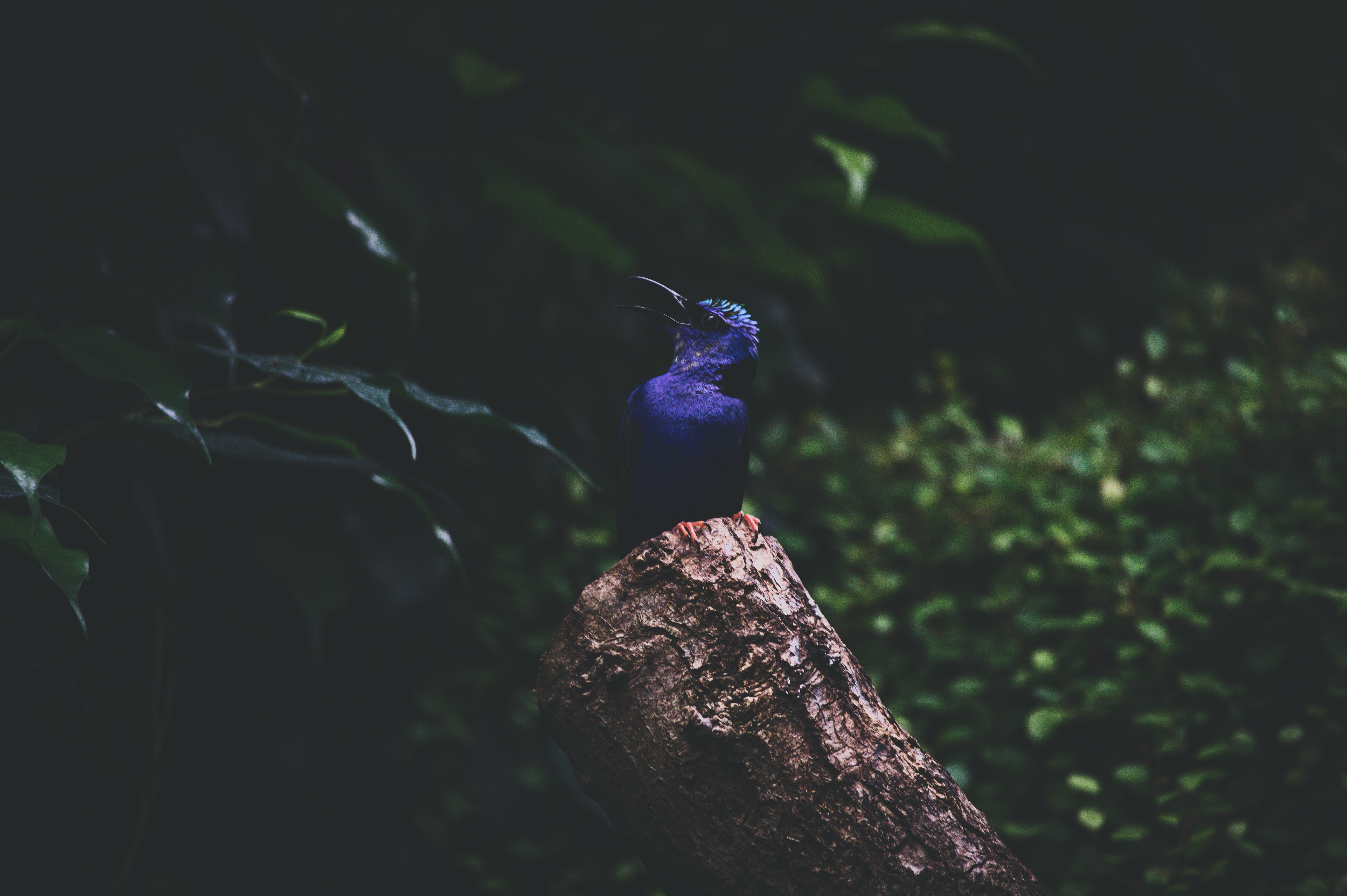 Free download wallpaper Bird, Dark, Foliage, Kingfisher on your PC desktop