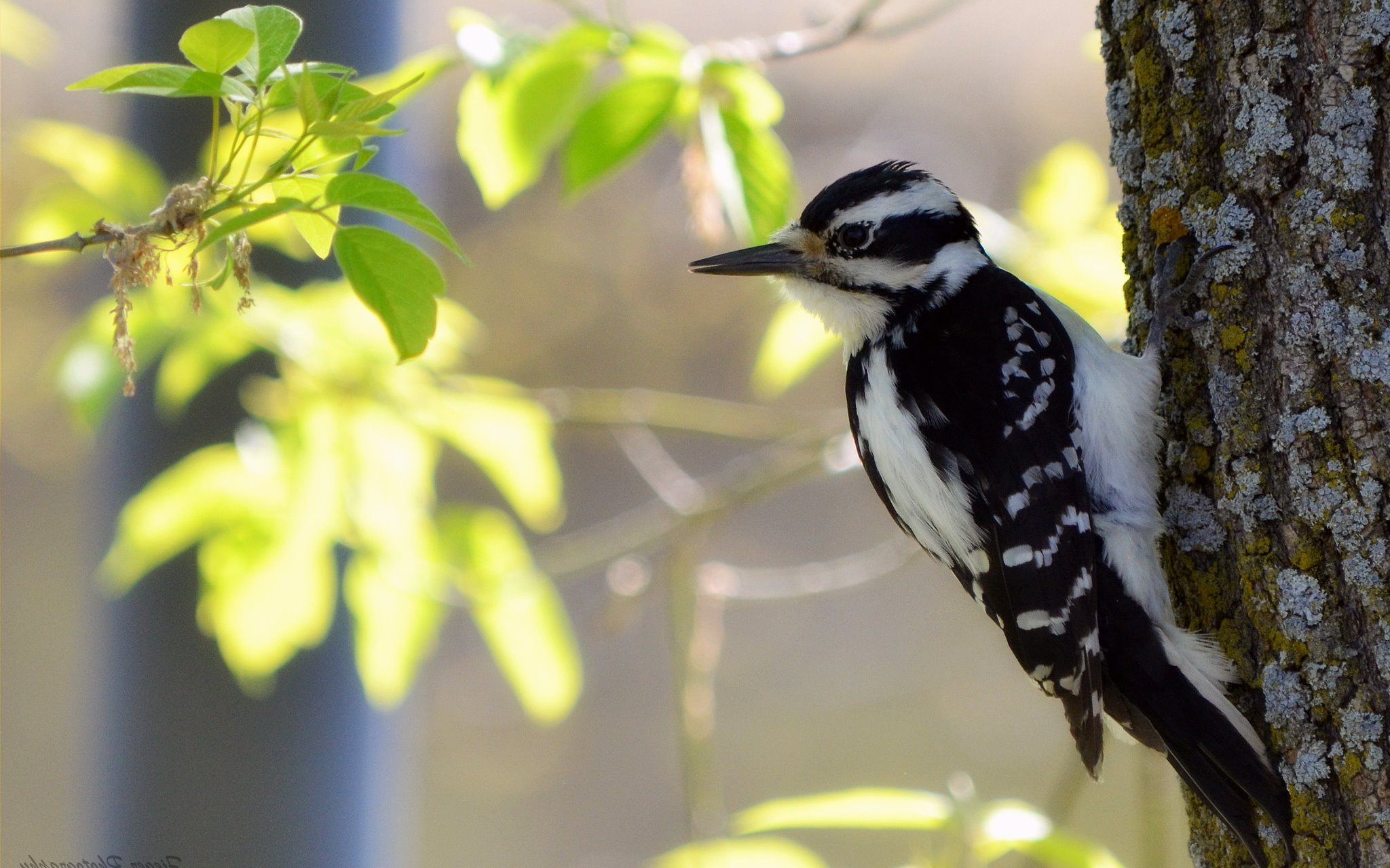 Download mobile wallpaper Birds, Bird, Leaf, Animal, Woodpecker for free.