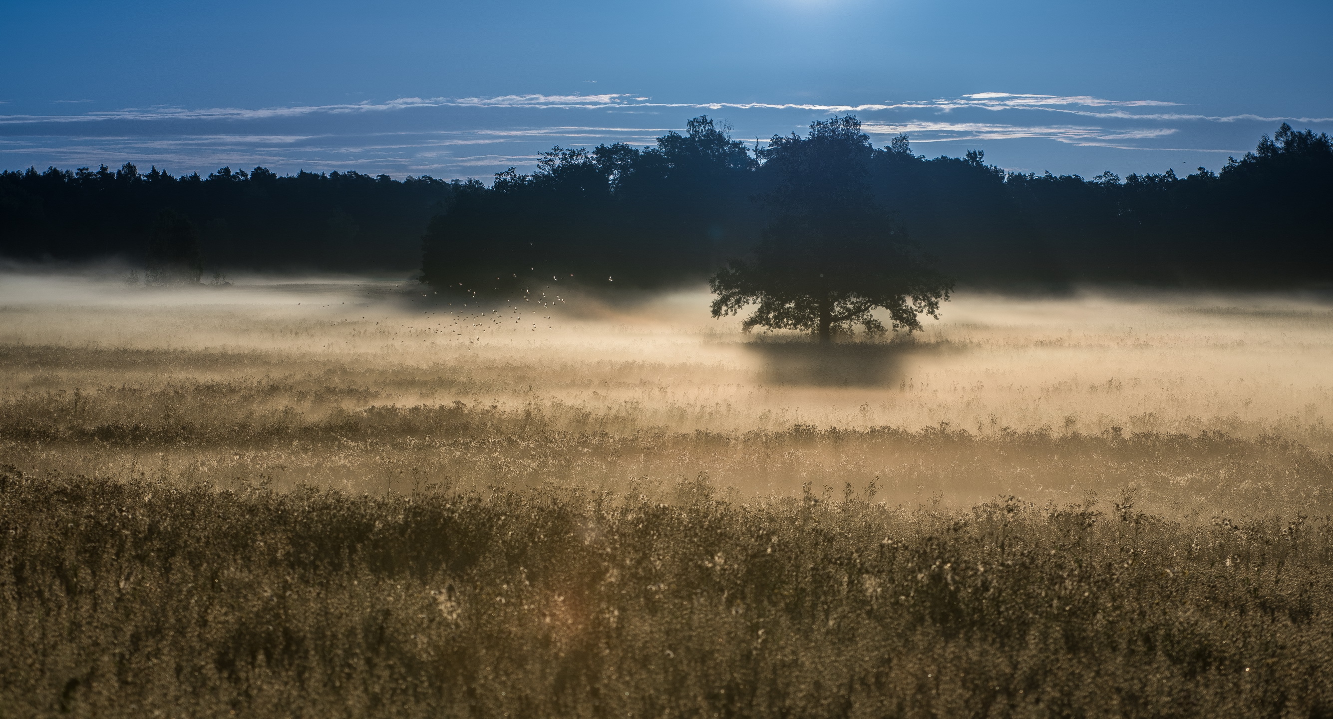 Laden Sie das Natur, Baum, Nebel, Erde/natur-Bild kostenlos auf Ihren PC-Desktop herunter