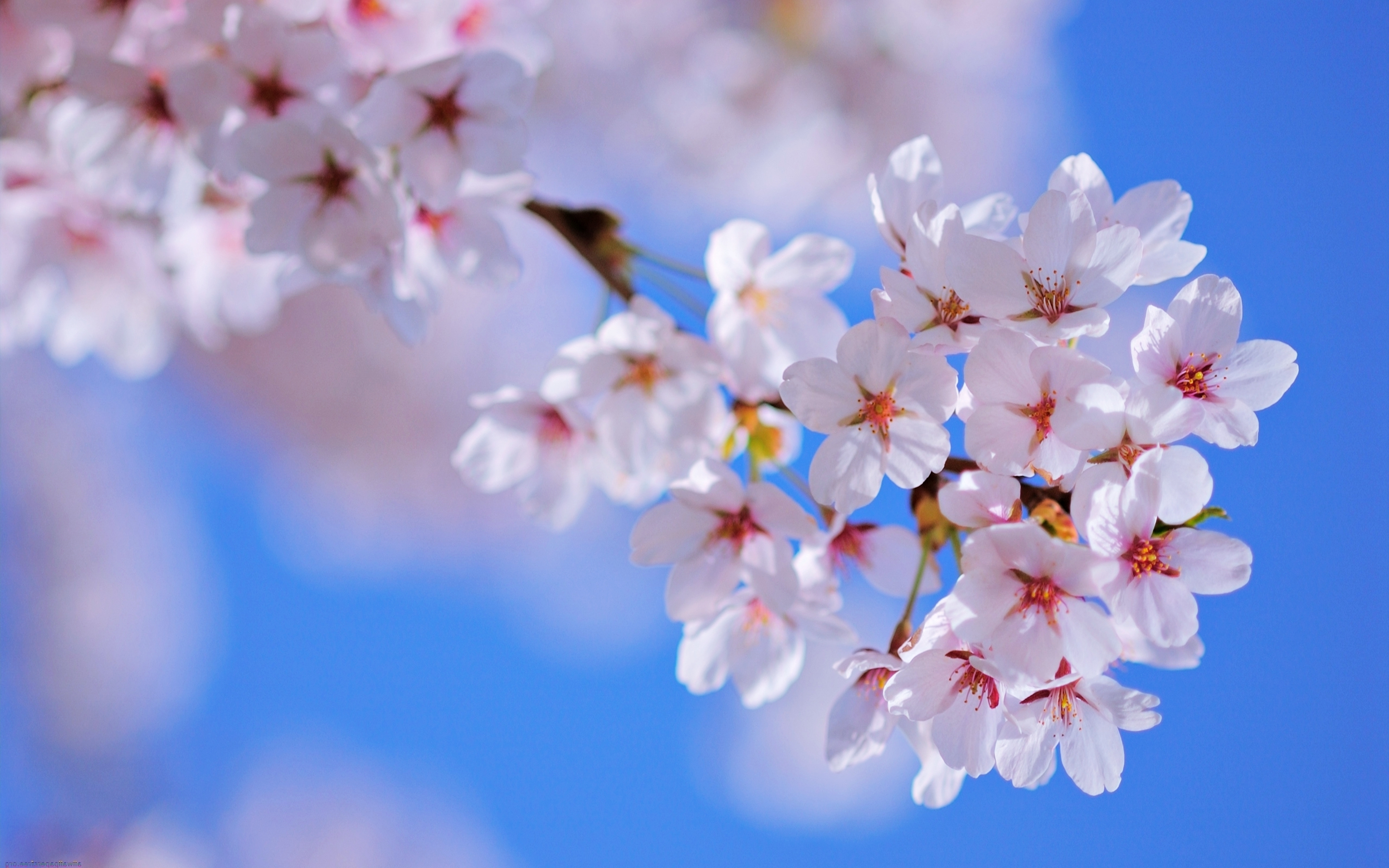 Скачати мобільні шпалери Цвітіння, Весна, Флауерзи, Природа, Дерево, Квітка, Земля безкоштовно.