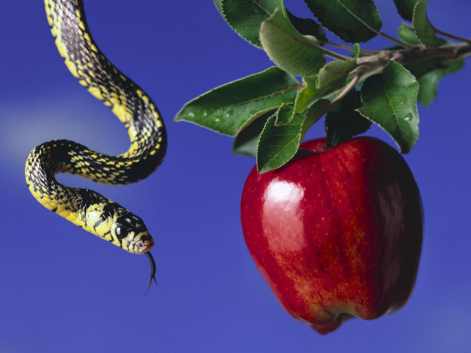 Download mobile wallpaper Snake, Reptiles, Apple, Animal for free.