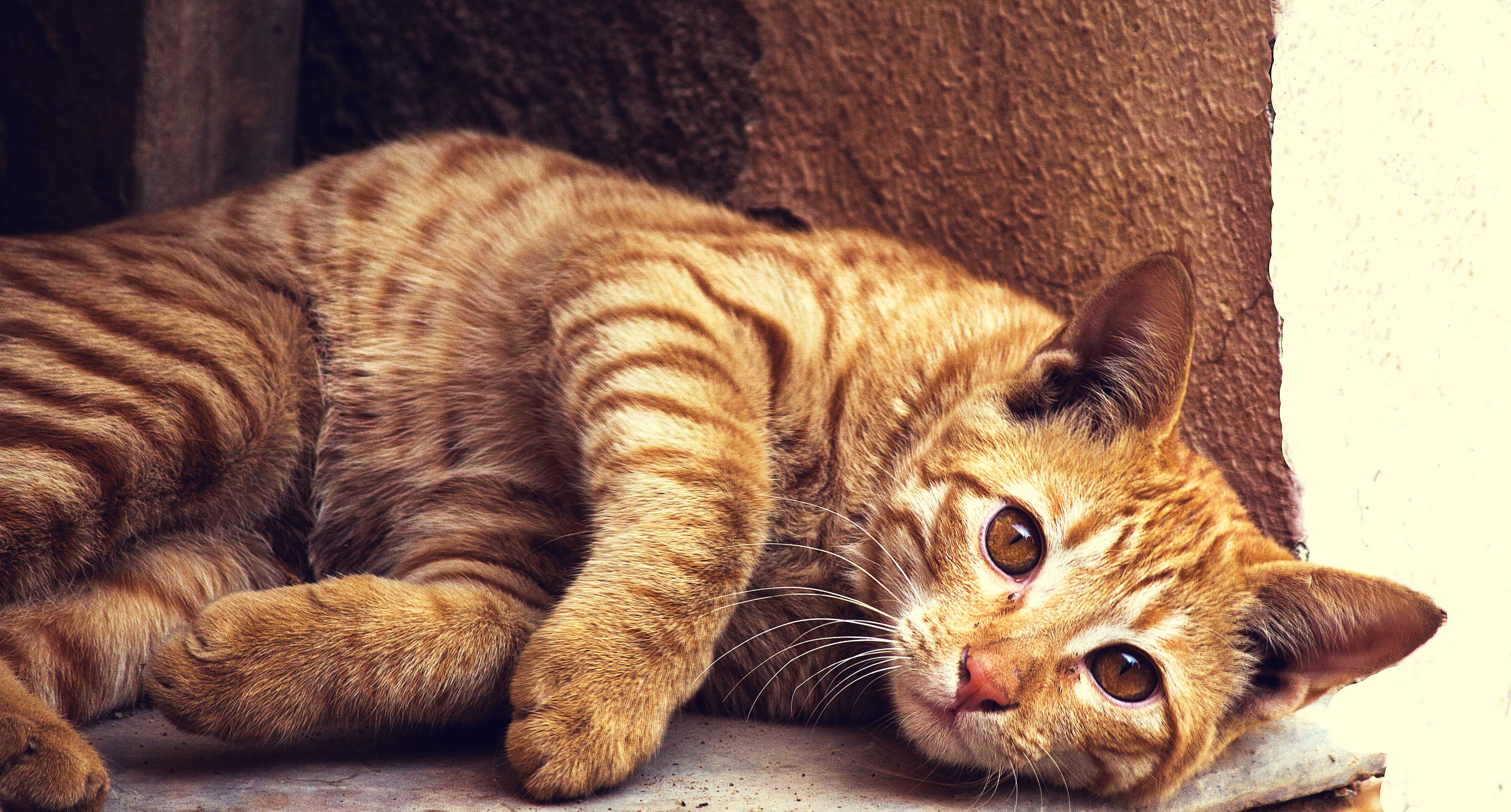 Download mobile wallpaper Cats, Cat, Animal, Stare for free.