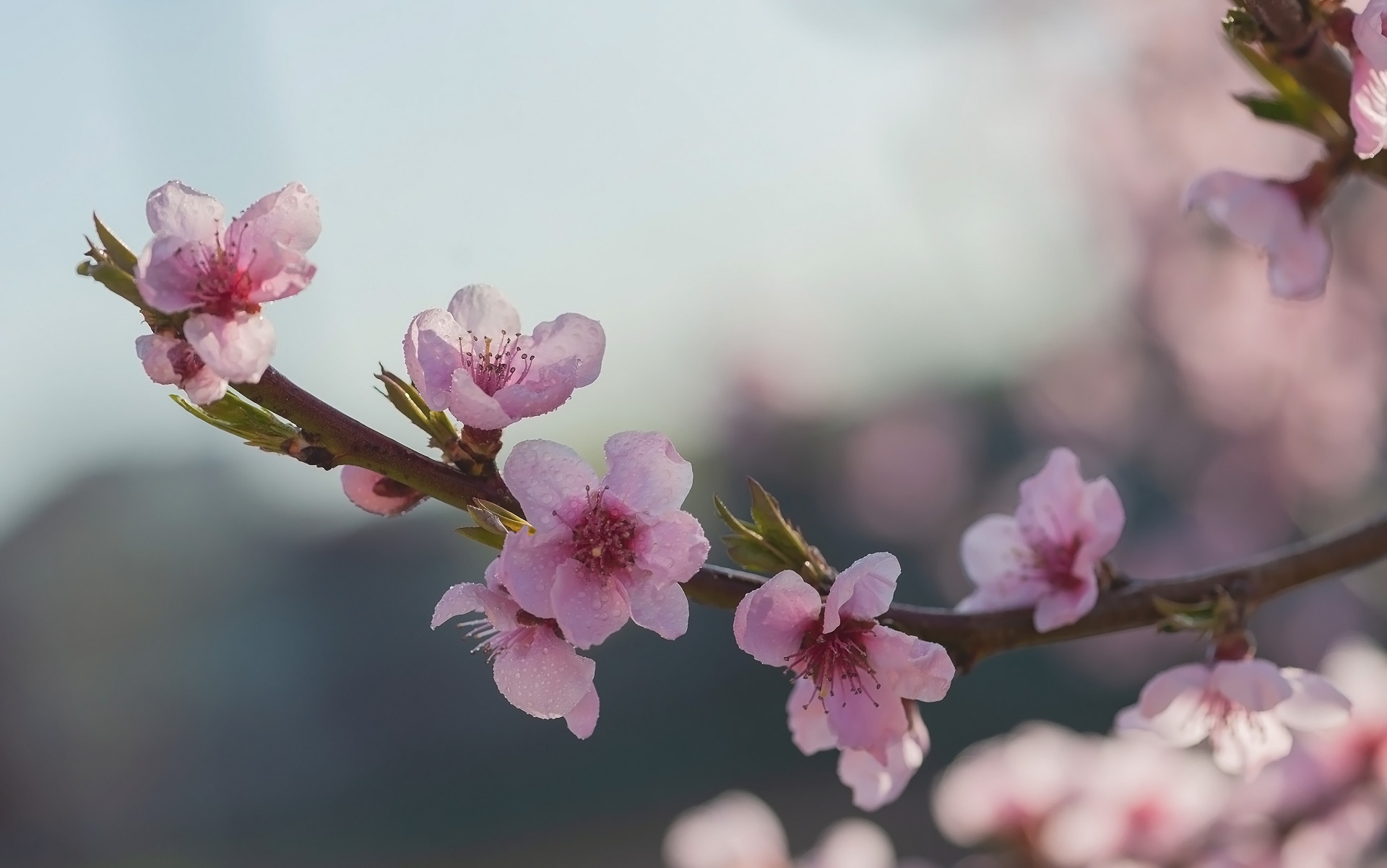 Descarga gratis la imagen Florecer, Flores, Tierra/naturaleza en el escritorio de tu PC