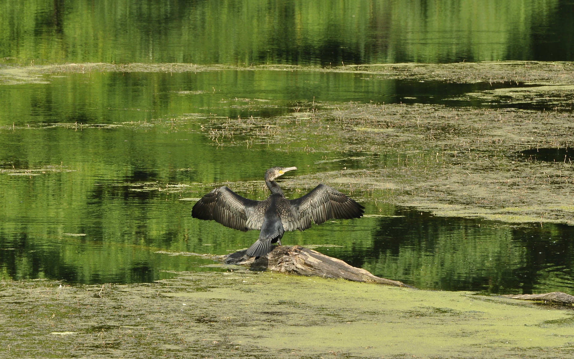 Baixar papel de parede para celular de Pássaro, Aves, Animais gratuito.