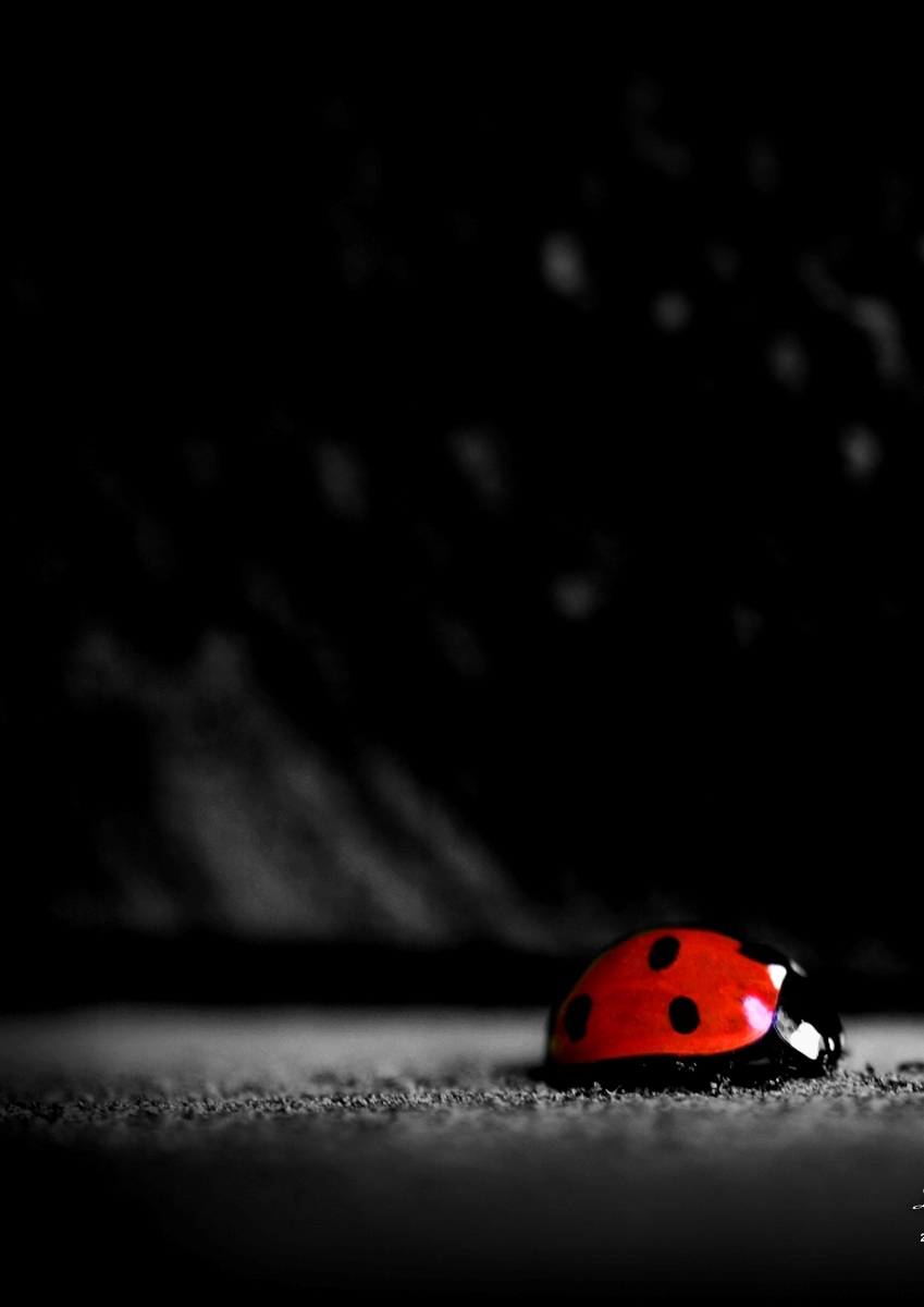 Download mobile wallpaper Ladybugs, Insects for free.