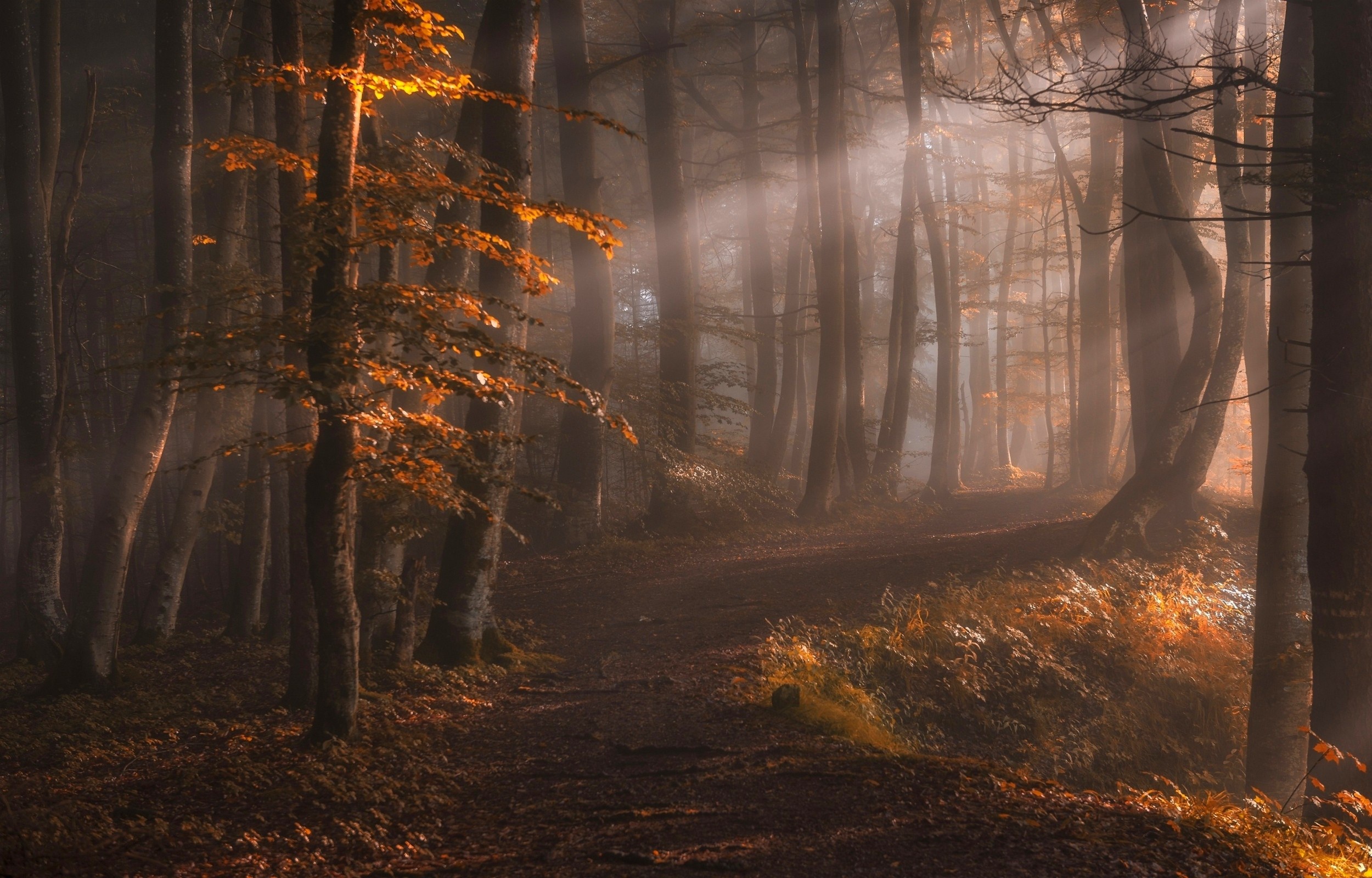 Download mobile wallpaper Nature, Tree, Fog, Fall, Earth, Path, Sunbeam for free.