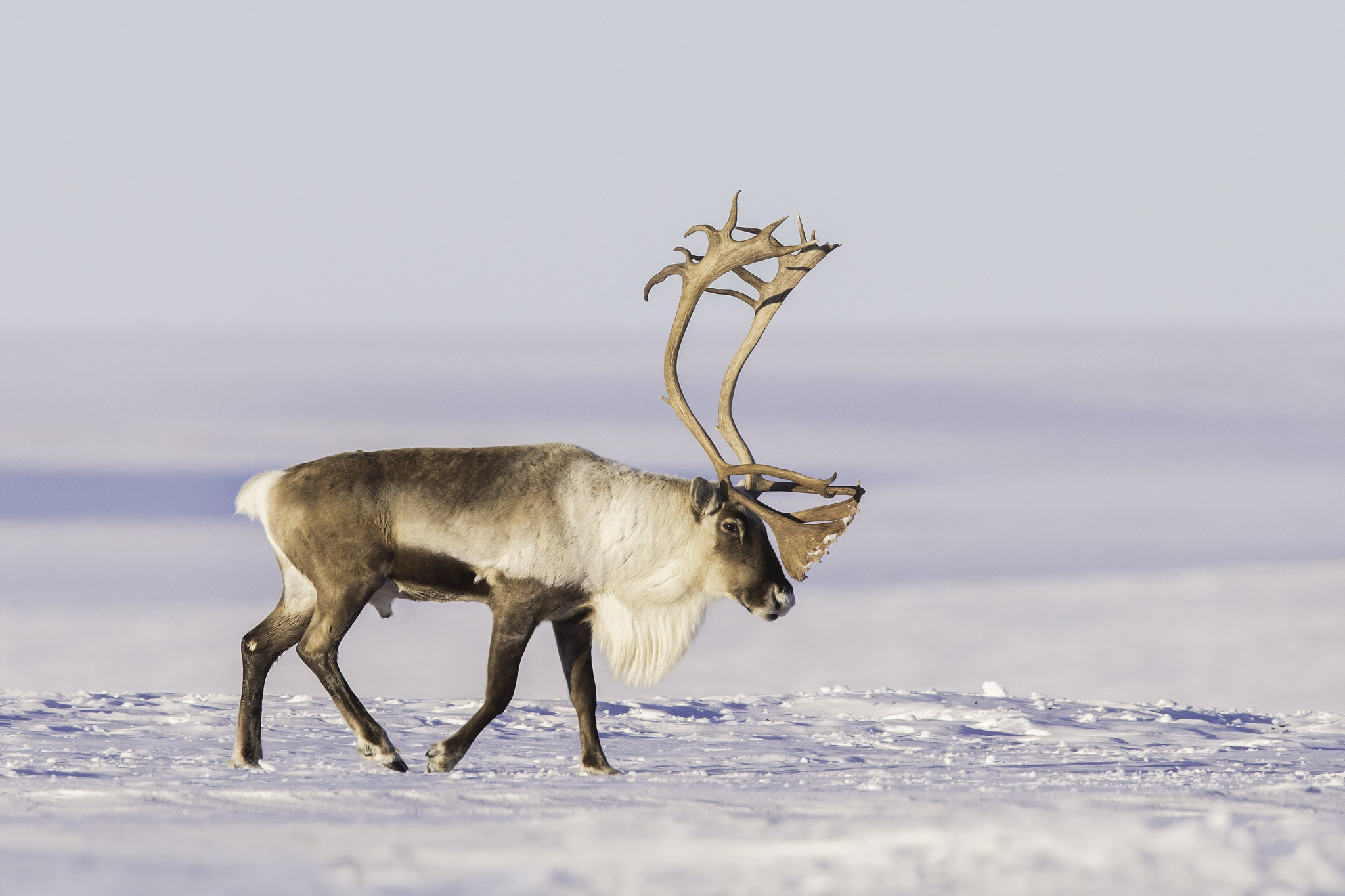 Free download wallpaper Snow, Animal, Reindeer on your PC desktop