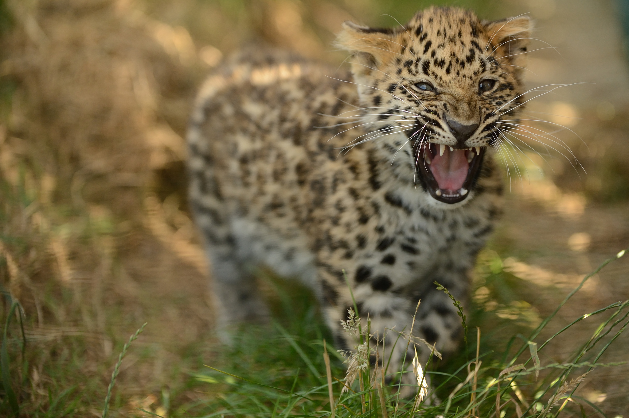 491741 descargar imagen animales, leopardo, el leopardo de amur, cachorro, gatos: fondos de pantalla y protectores de pantalla gratis