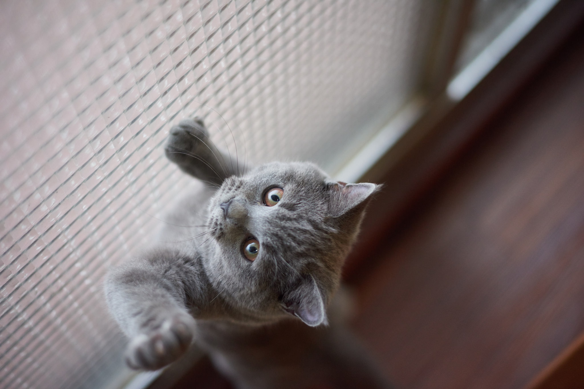 Téléchargez gratuitement l'image Animaux, Chats, Chat sur le bureau de votre PC