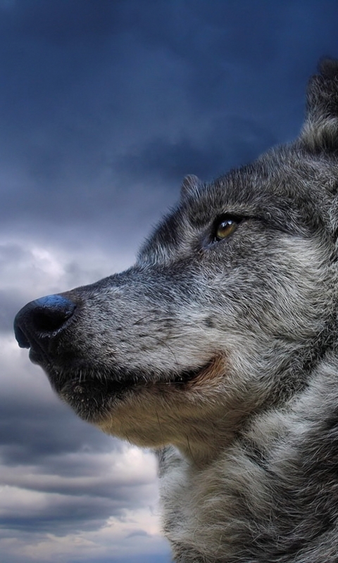 無料モバイル壁紙動物, オオカミ, 狼, グレイウルフをダウンロードします。