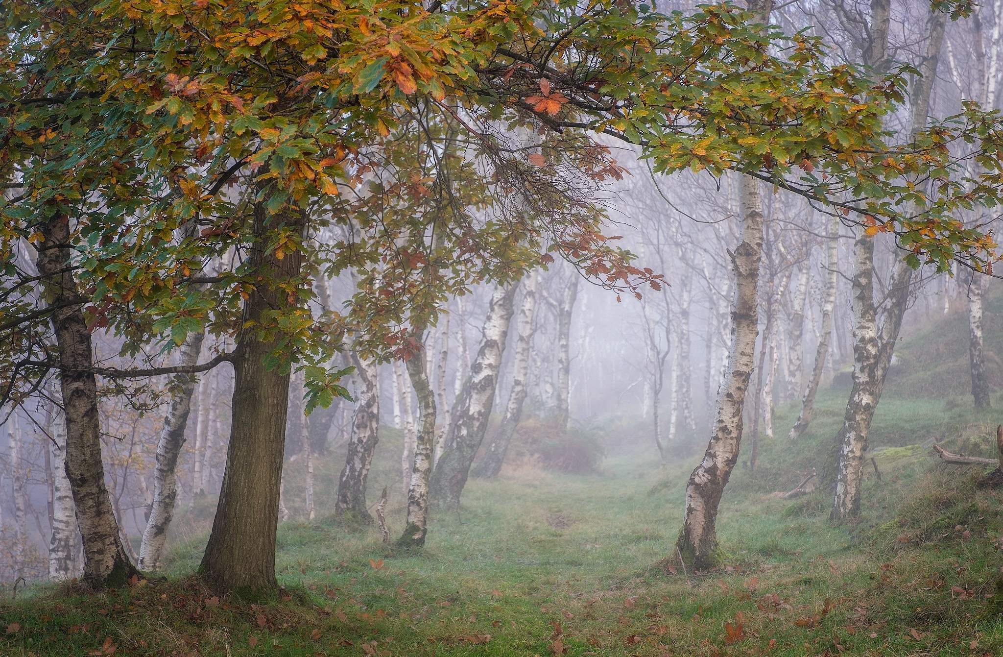 PCデスクトップに自然, 木, 道, 森, 霧, 地球画像を無料でダウンロード