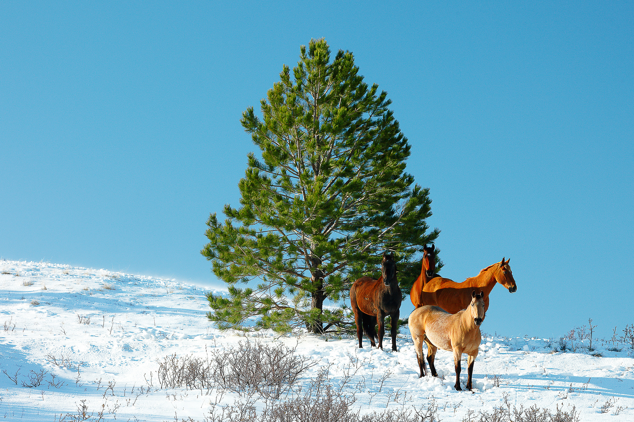 Descarga gratuita de fondo de pantalla para móvil de Animales, Caballo.