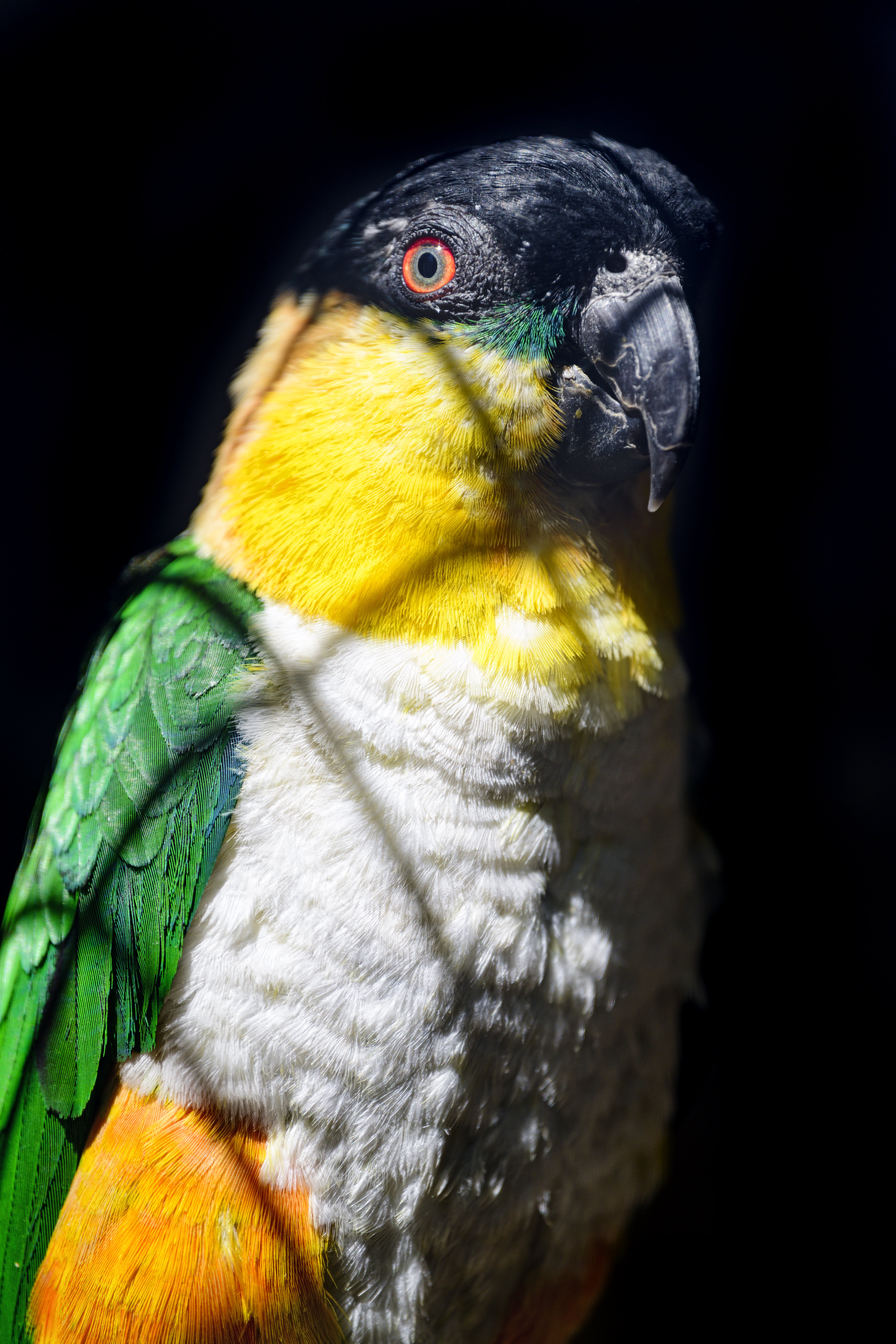 Free download wallpaper Opinion, Animals, Bird, Sight, Parrots, Bright on your PC desktop