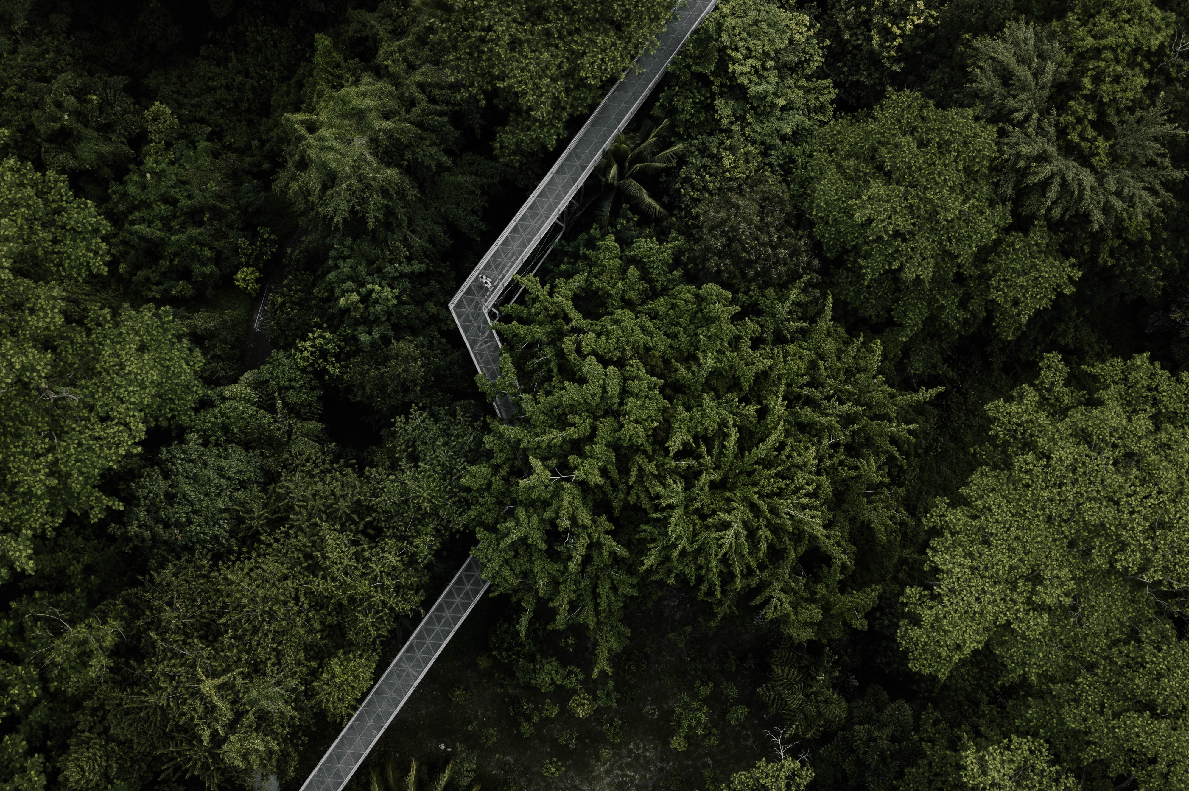Download mobile wallpaper View From Above, Forest, Bridge, Trees, Nature for free.