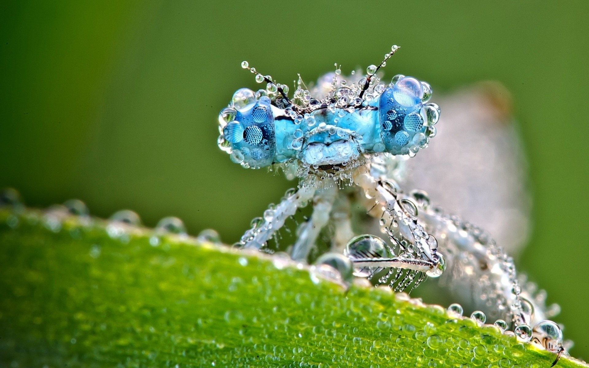 Téléchargez gratuitement l'image Animaux, Insecte sur le bureau de votre PC