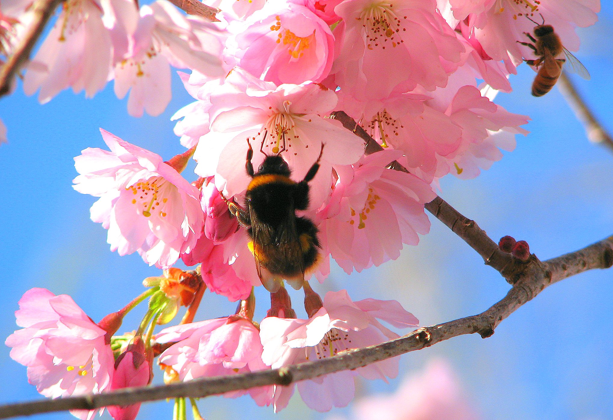 167613 télécharger l'image animaux, abeille, insectes - fonds d'écran et économiseurs d'écran gratuits