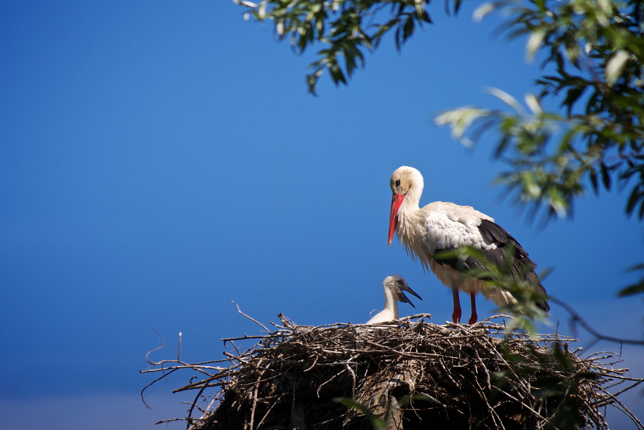 animal, white stork, baby animal, bird, nest, stork, birds